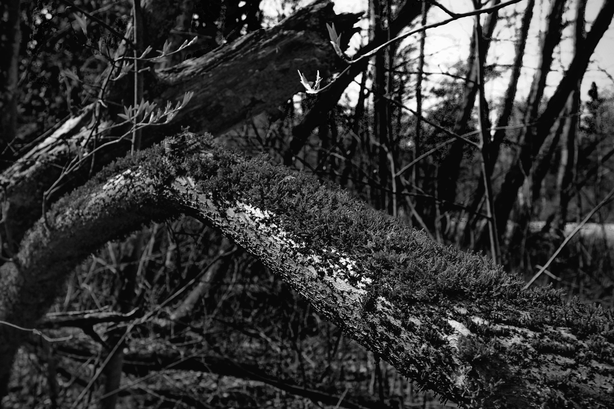 Canon EOS sample photo. El poder de la natura photography