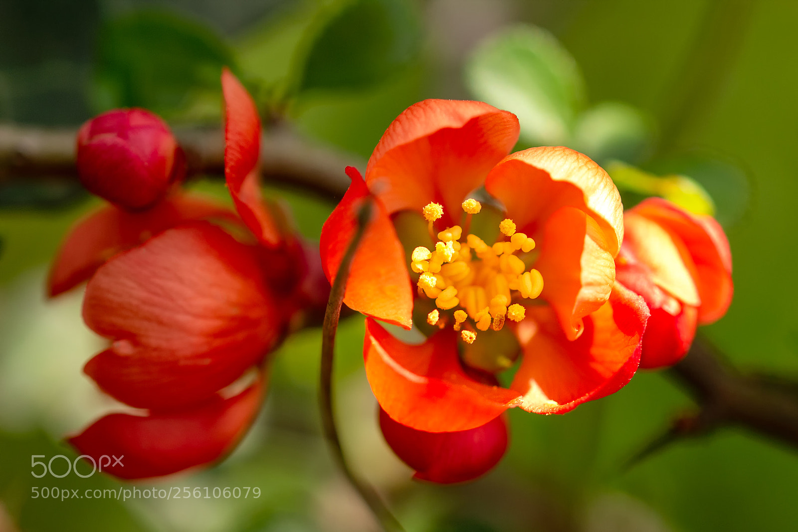 Canon EOS 60D sample photo. Royal red photography