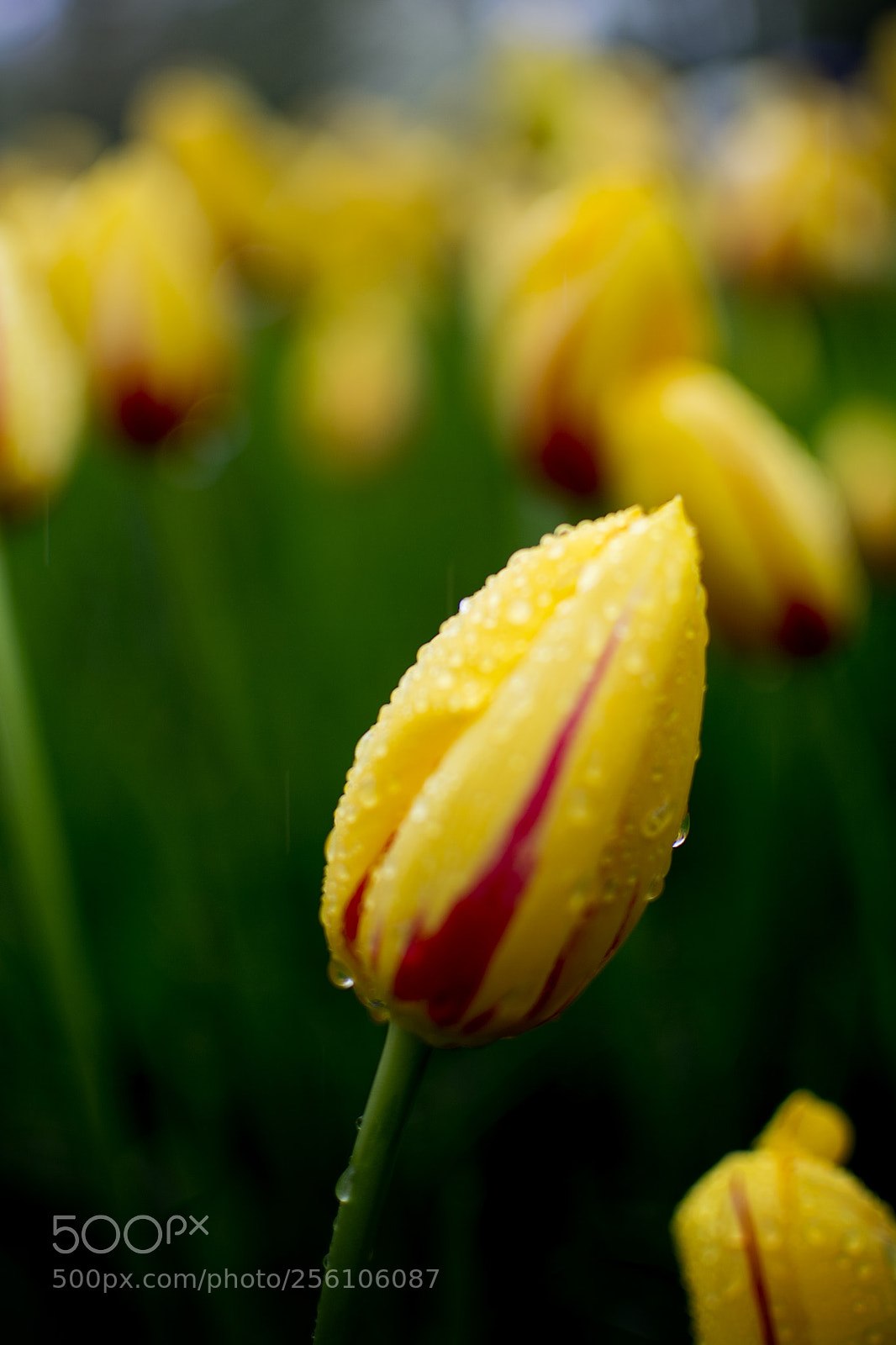 Nikon D5200 sample photo. I am not meant photography