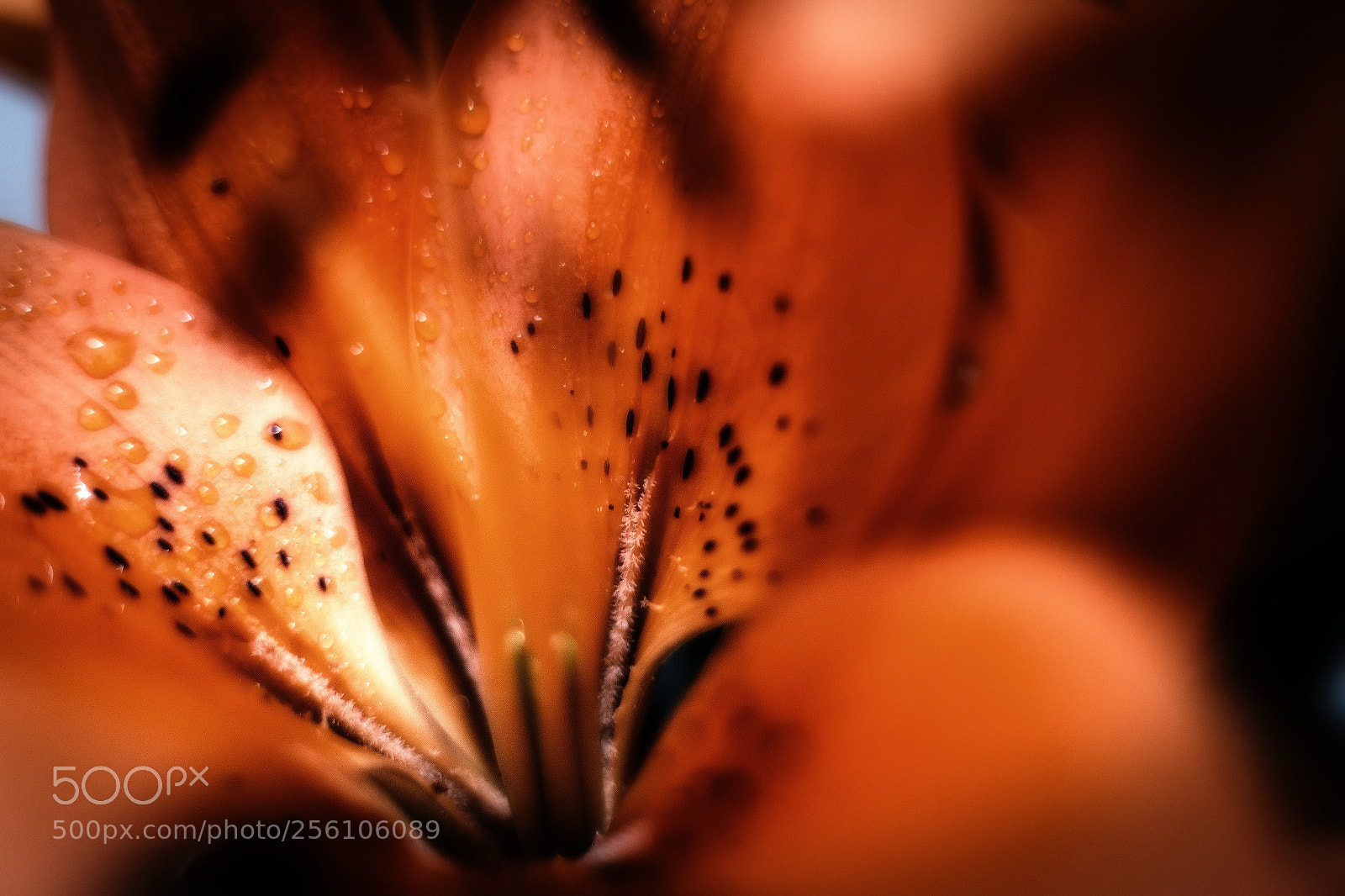 Canon EOS 6D sample photo. Orange tulip photography