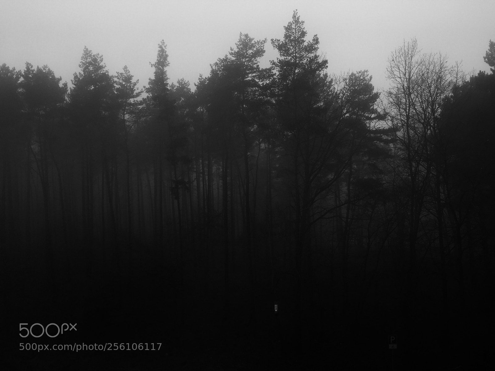 Apple iPhone 6 Plus sample photo. Forest  photography