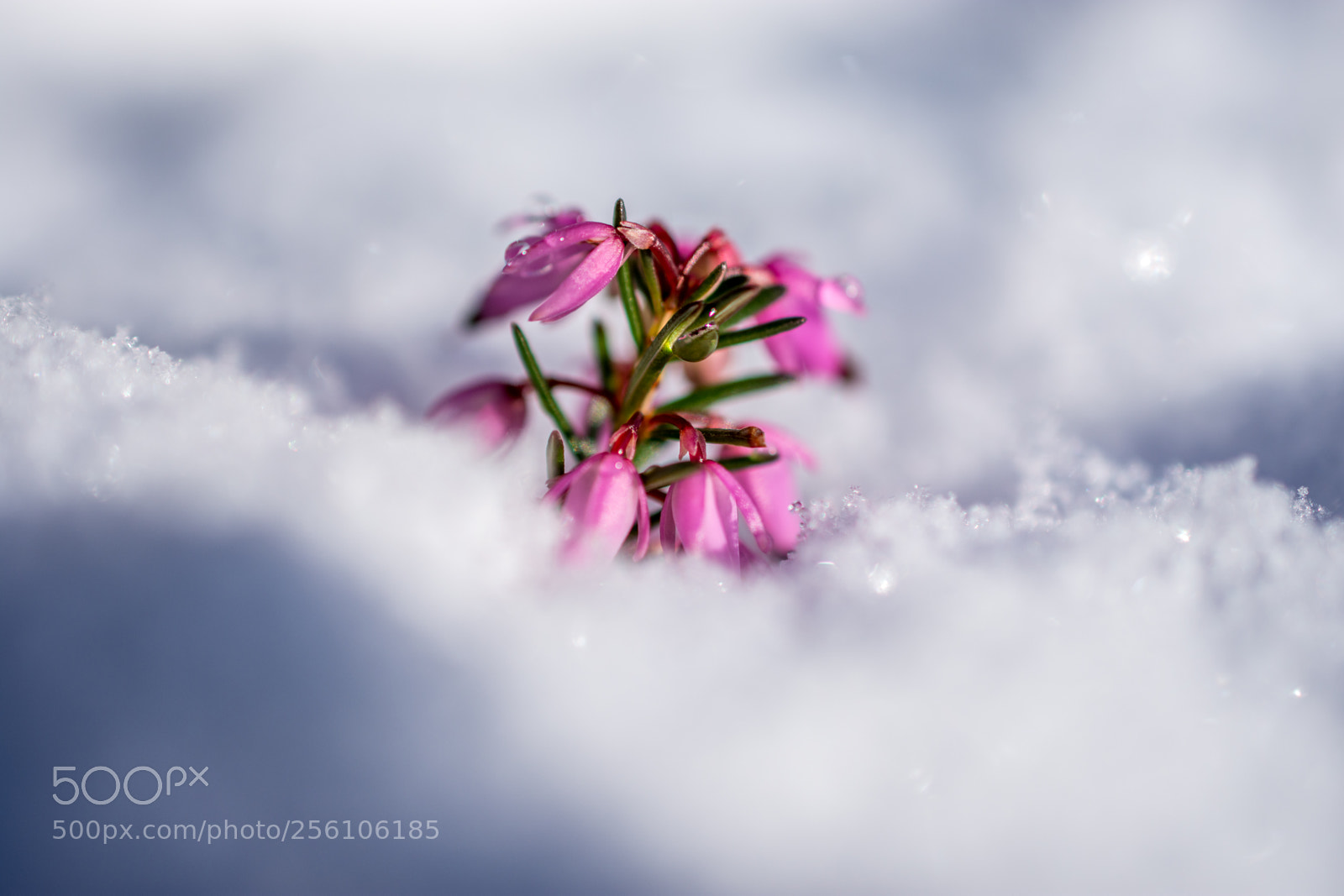 Nikon D7200 sample photo. Cold under foot photography