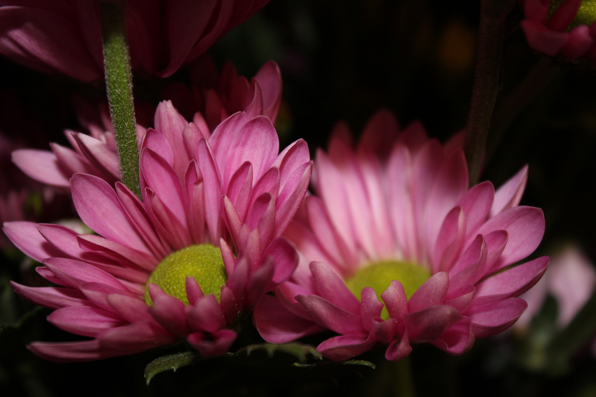 Canon EF-S 18-55mm F3.5-5.6 IS sample photo. Together photography