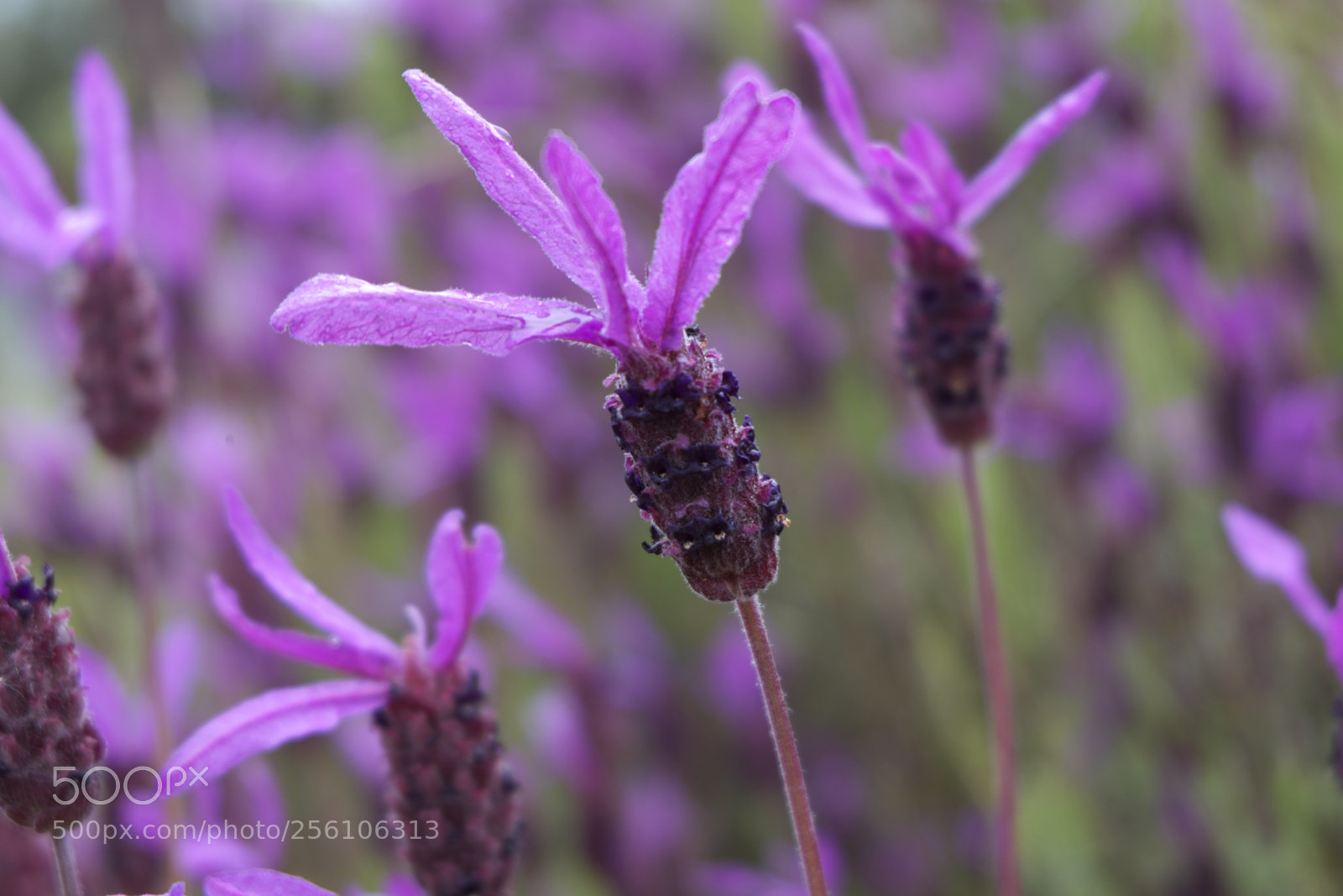 Fujifilm X-M1 sample photo. Lavanda photography
