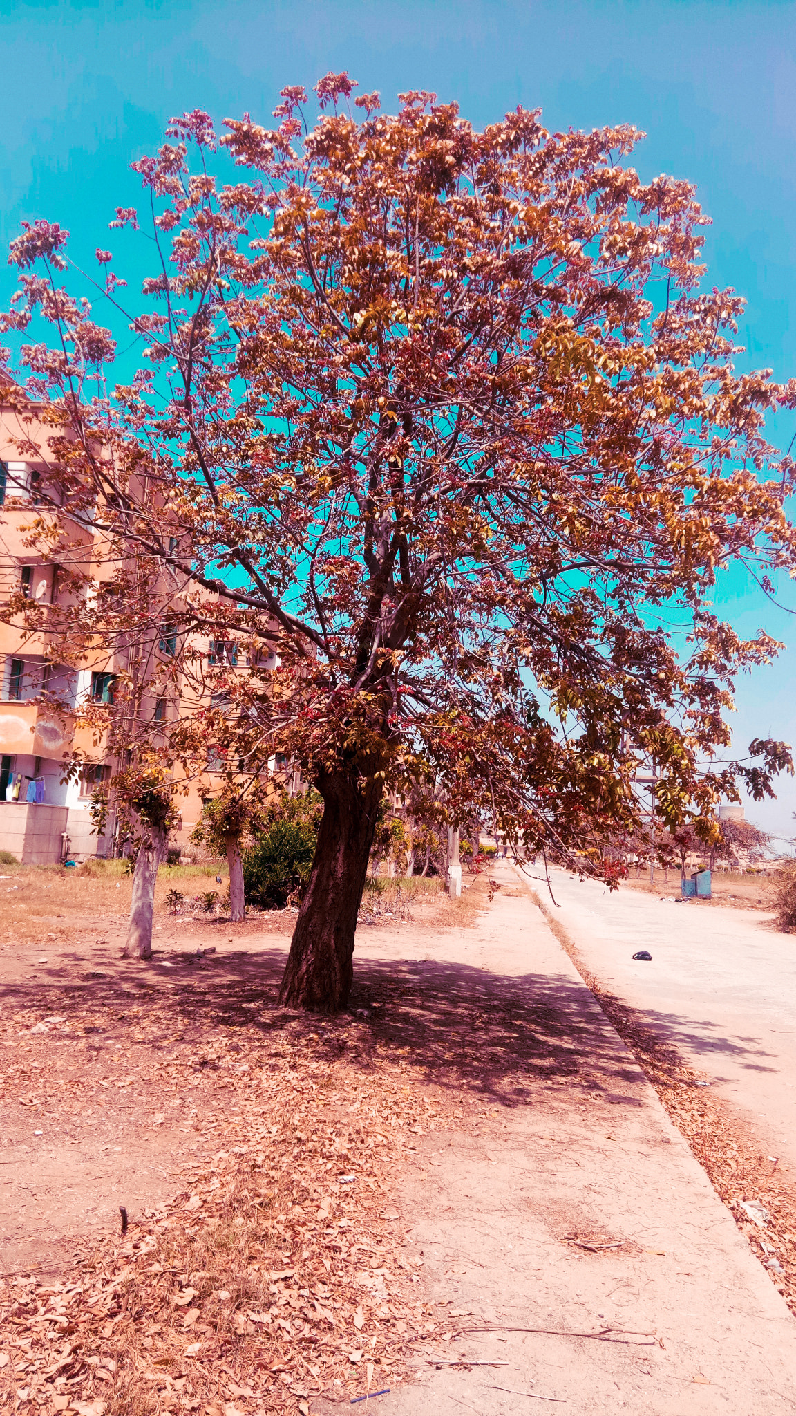 OPPO A1601 sample photo