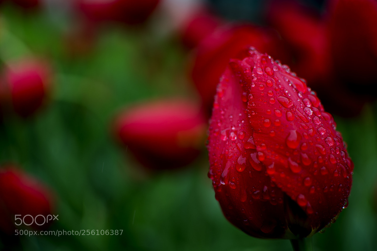 Nikon D5200 sample photo. Vibrant red photography