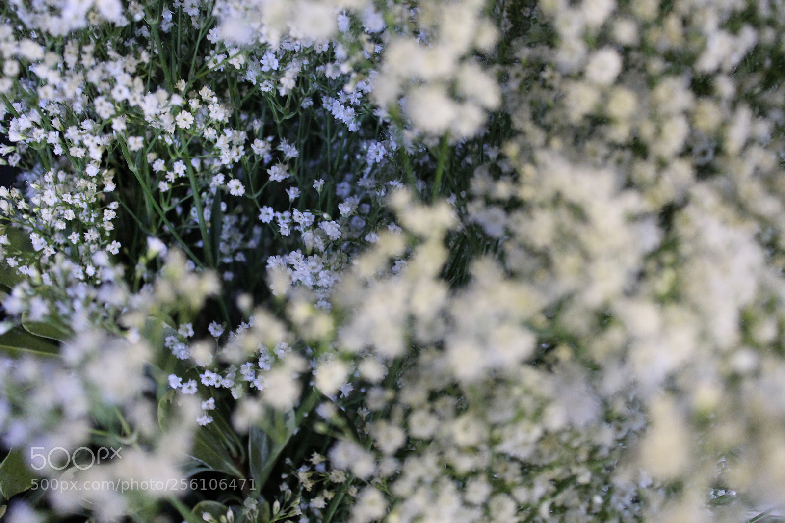 Canon EOS 1200D (EOS Rebel T5 / EOS Kiss X70 / EOS Hi) sample photo. Img photography