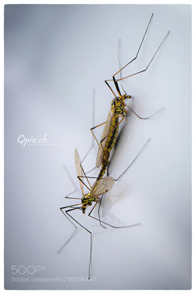 Canon EOS 80D sample photo. Insektenliebe photography