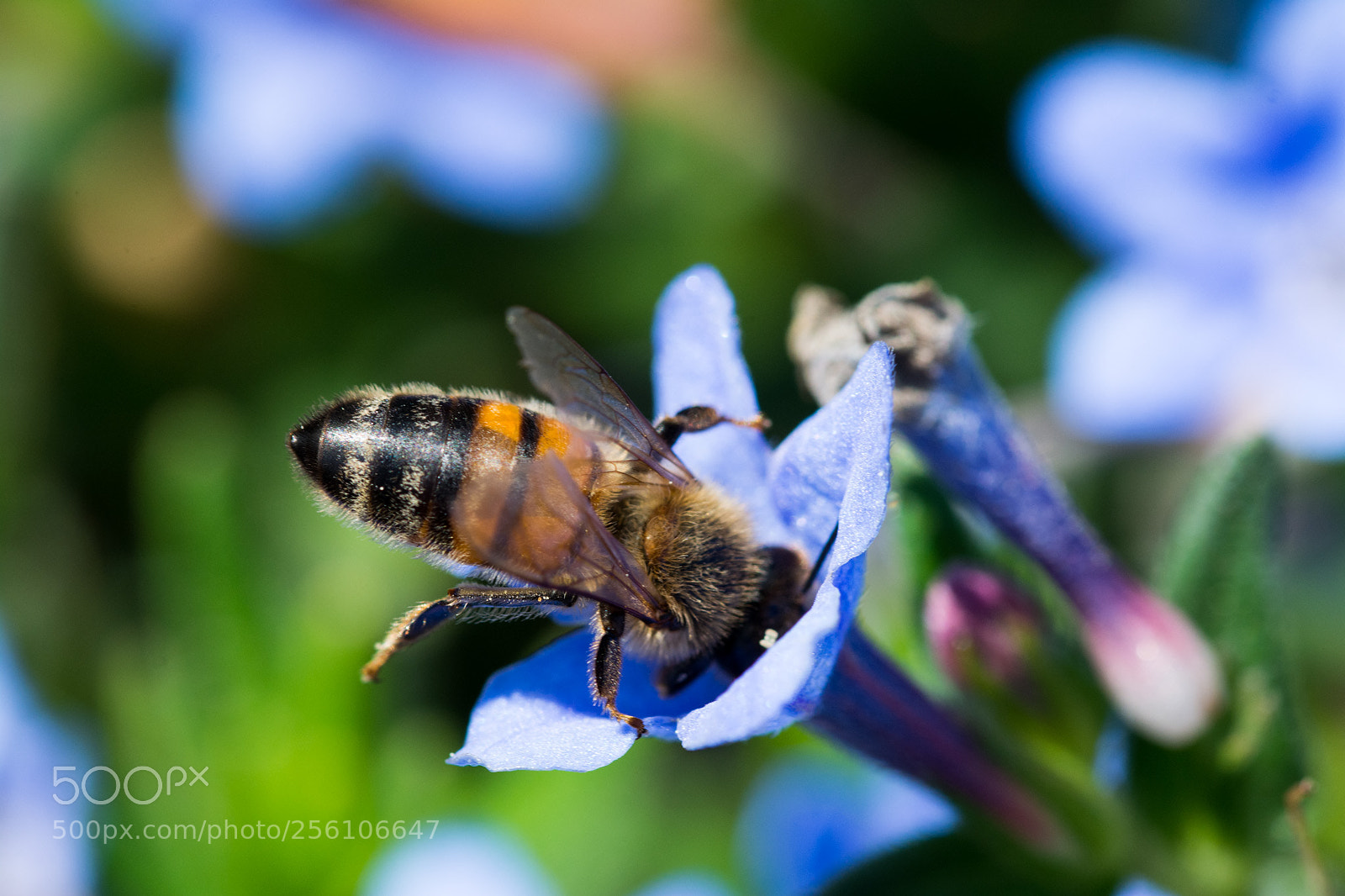 Nikon D7100 sample photo. Bee on a flower photography