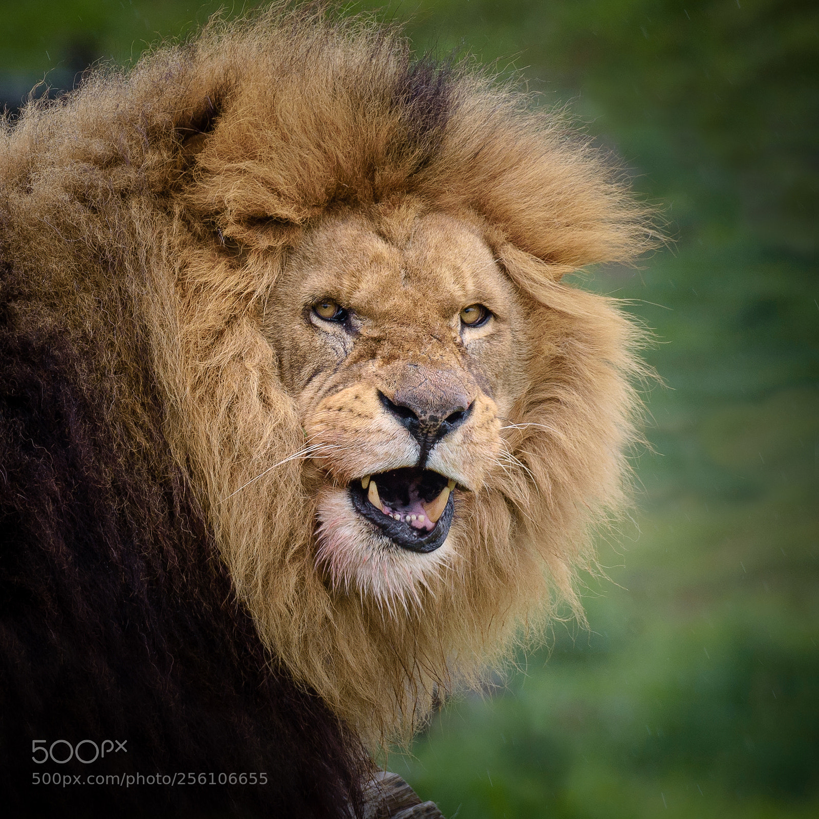 Nikon D750 sample photo. The lion king photography