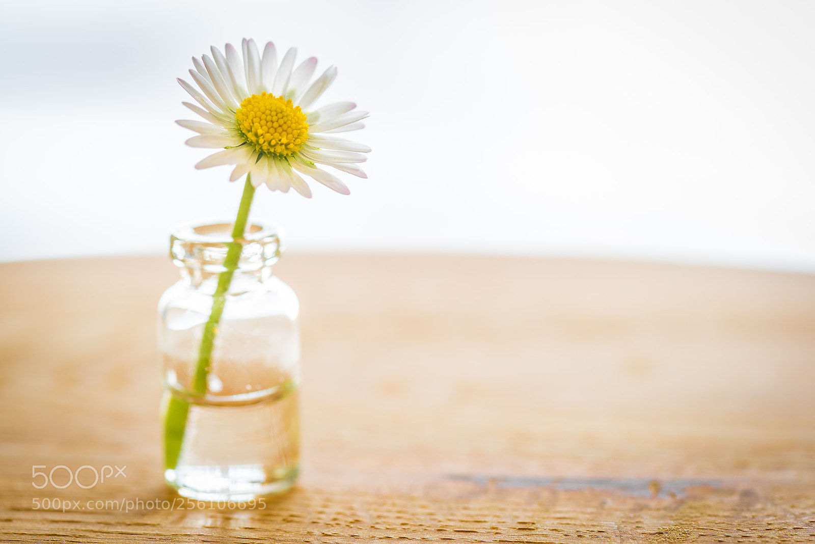 Nikon D750 sample photo. Daisy photography