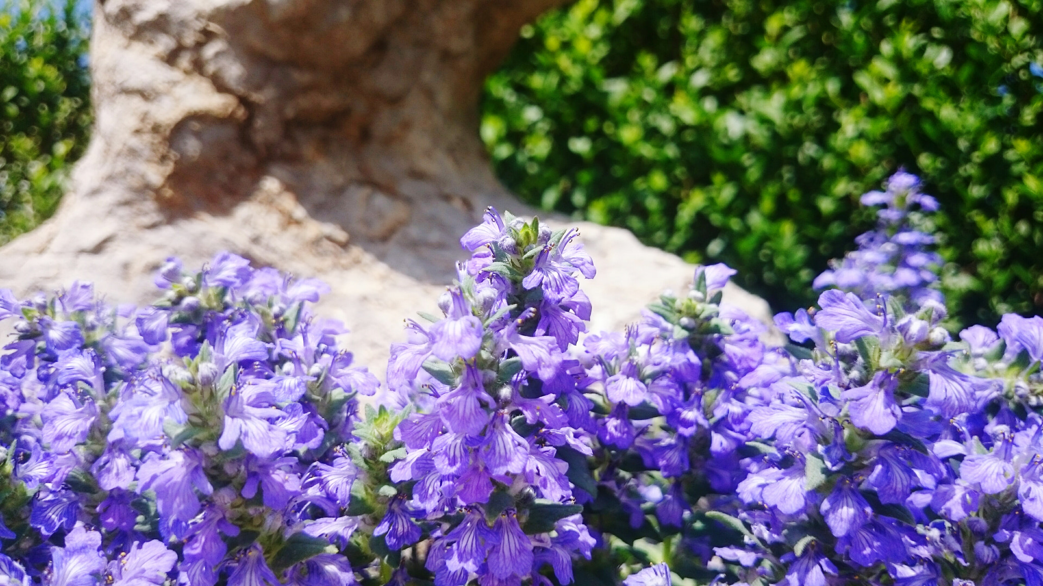 Sony Xperia Z2 sample photo. Violets photography