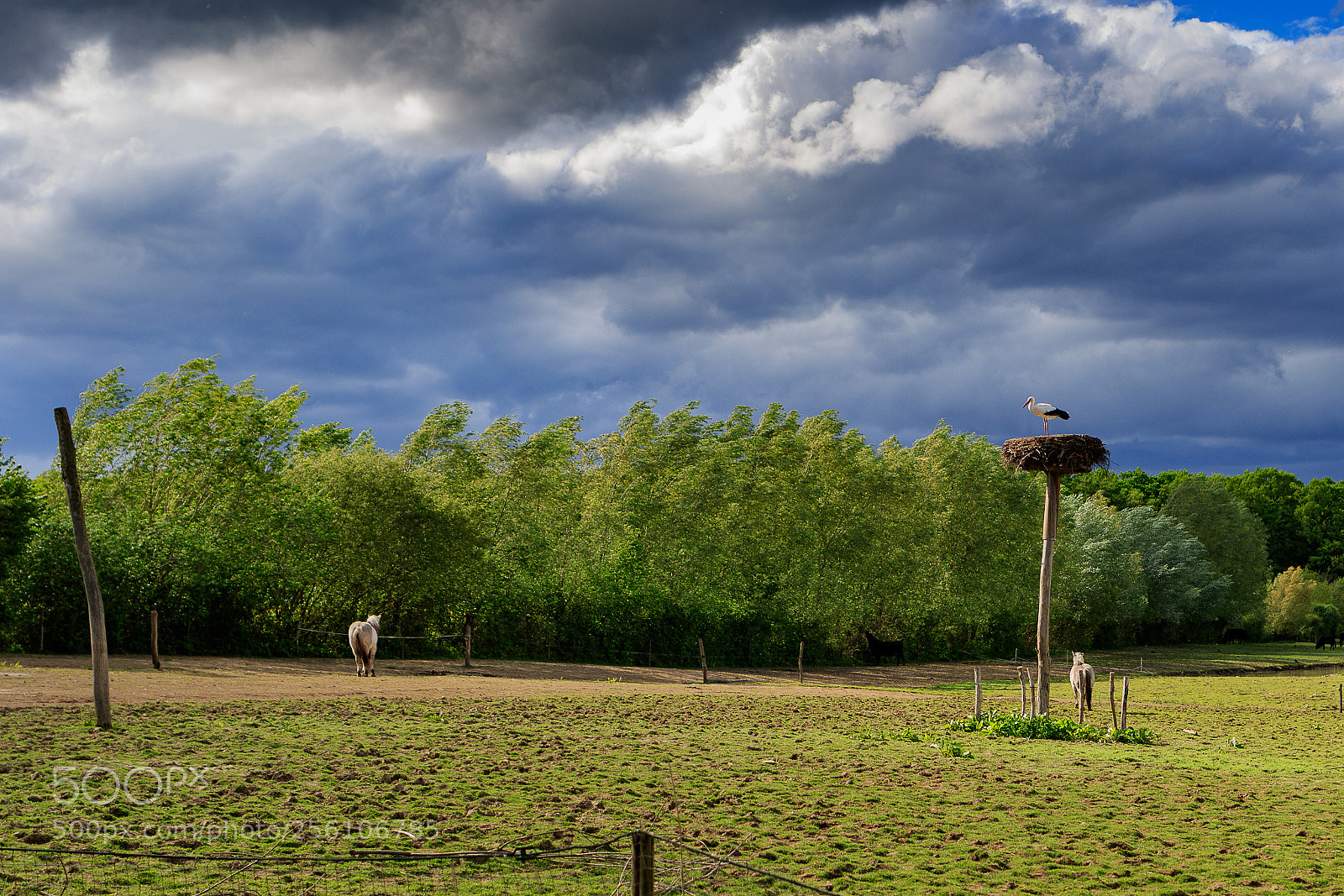 Canon EOS 7D Mark II sample photo. Springtime in loraine photography