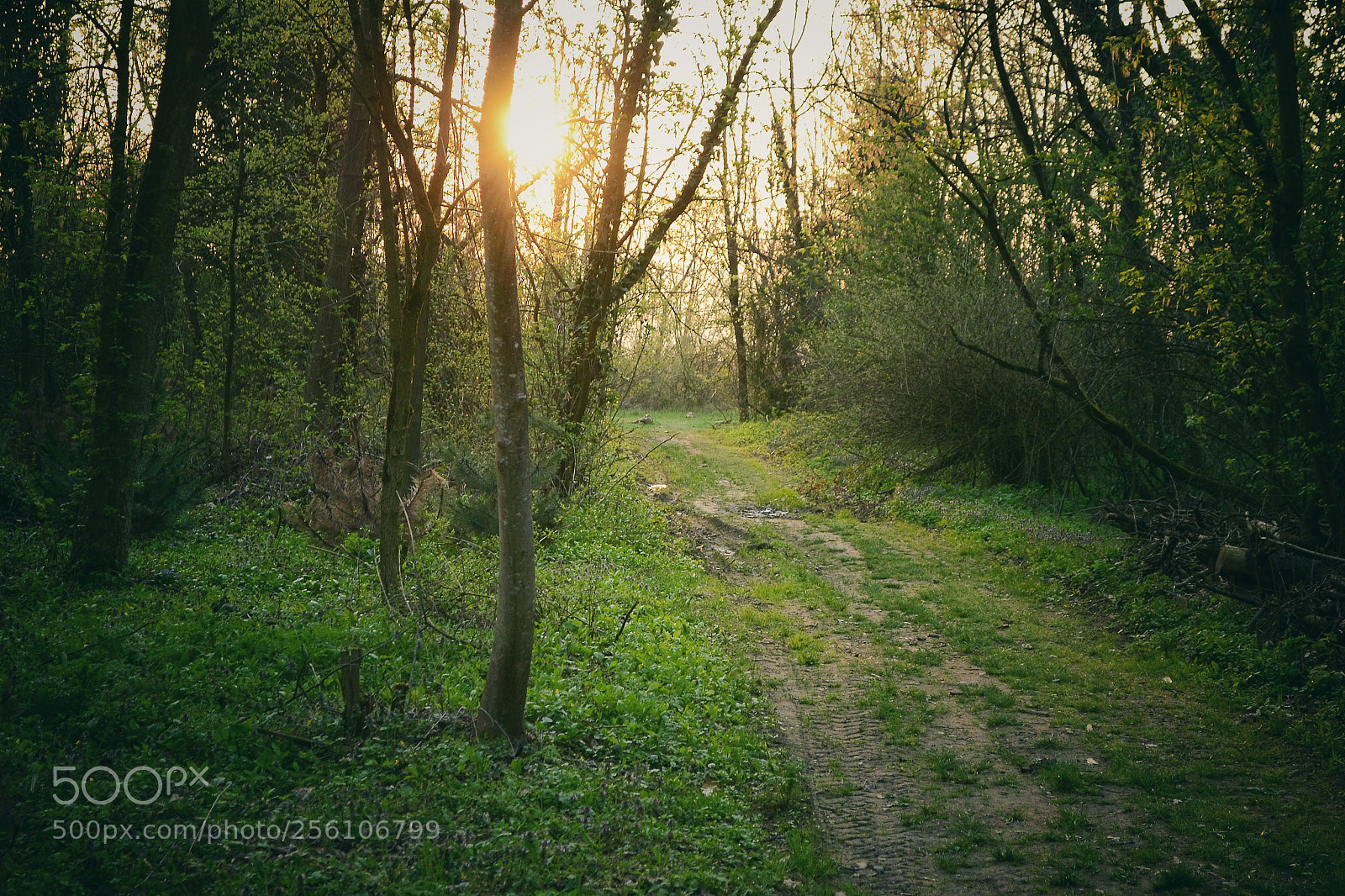 Nikon D3100 sample photo. Untitled photography