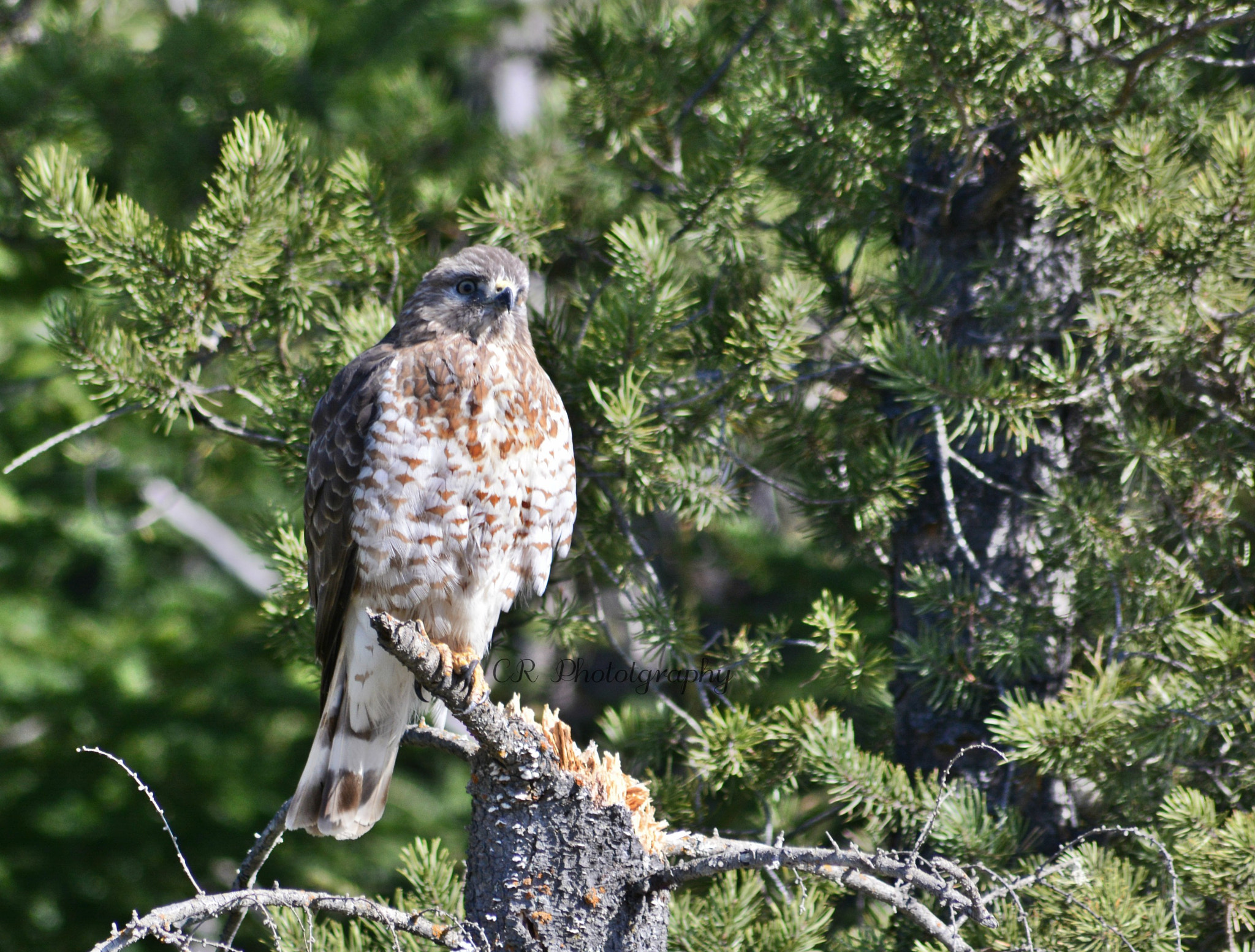Sigma 70-300mm F4-5.6 APO DG Macro sample photo. Hawk photography