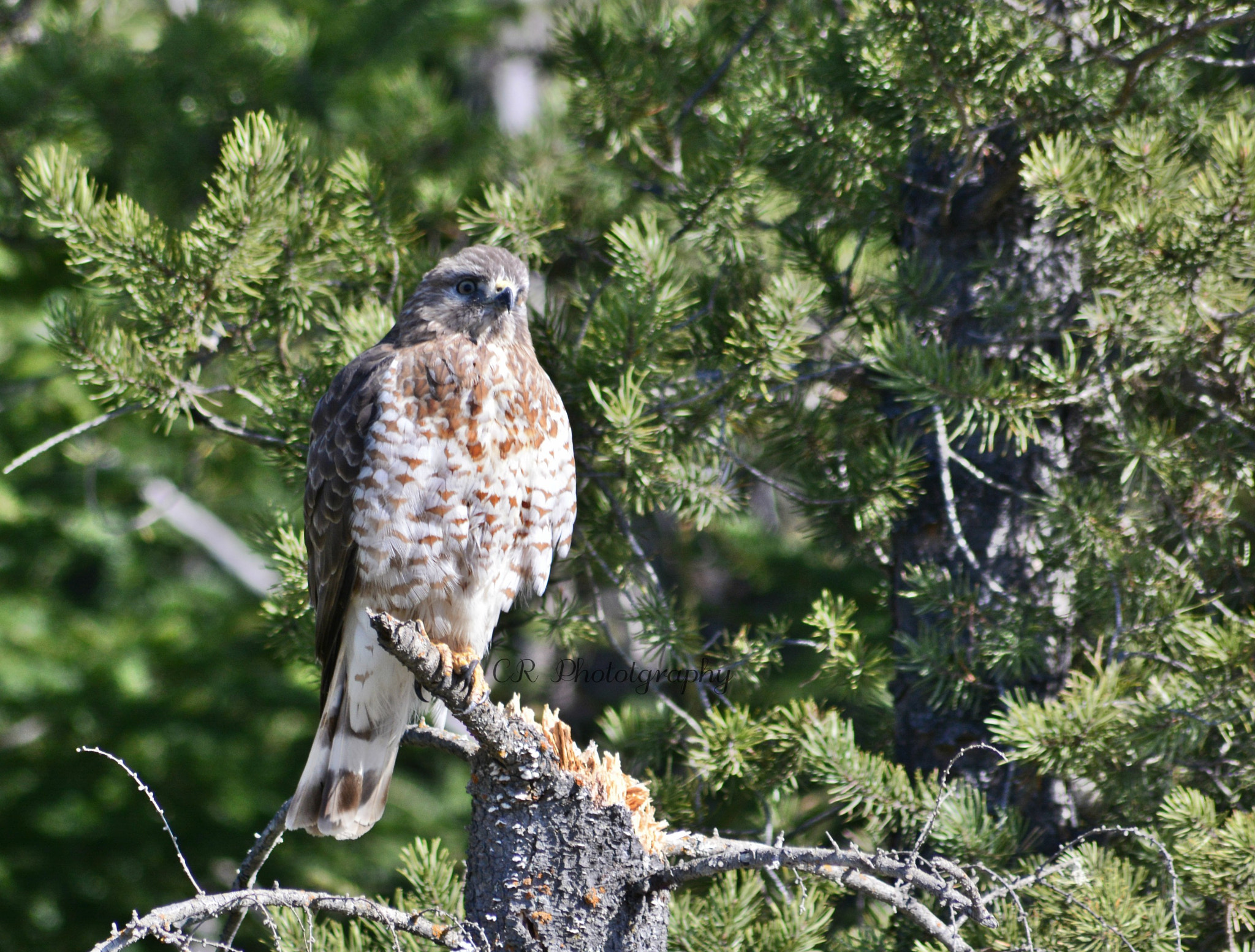 Nikon D5200 + Sigma 70-300mm F4-5.6 APO DG Macro sample photo. Hawk photography