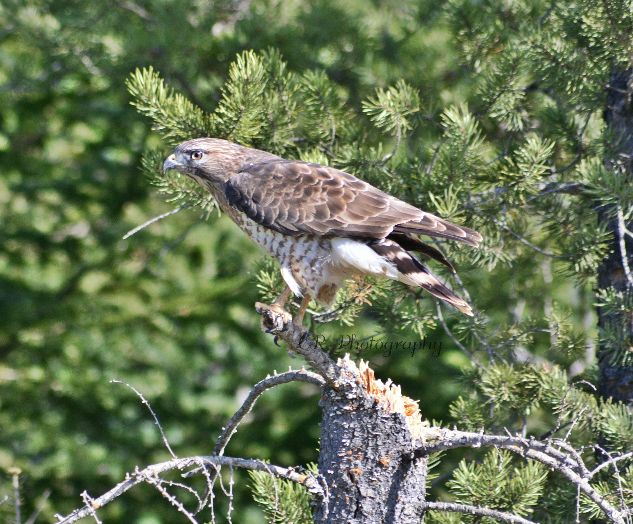 Sigma 70-300mm F4-5.6 APO DG Macro sample photo. Hawk photography