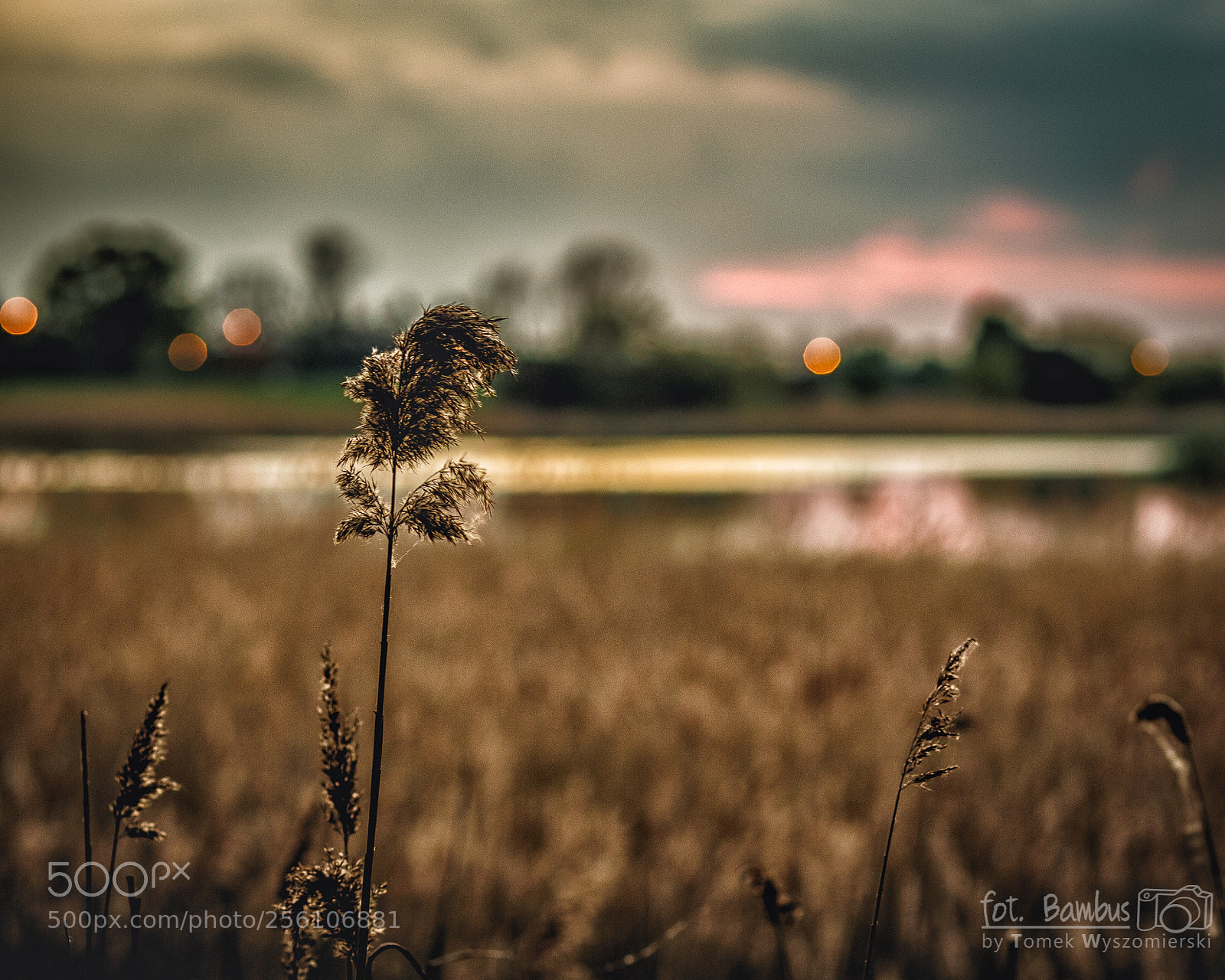 Canon EOS 6D sample photo. Dof photography