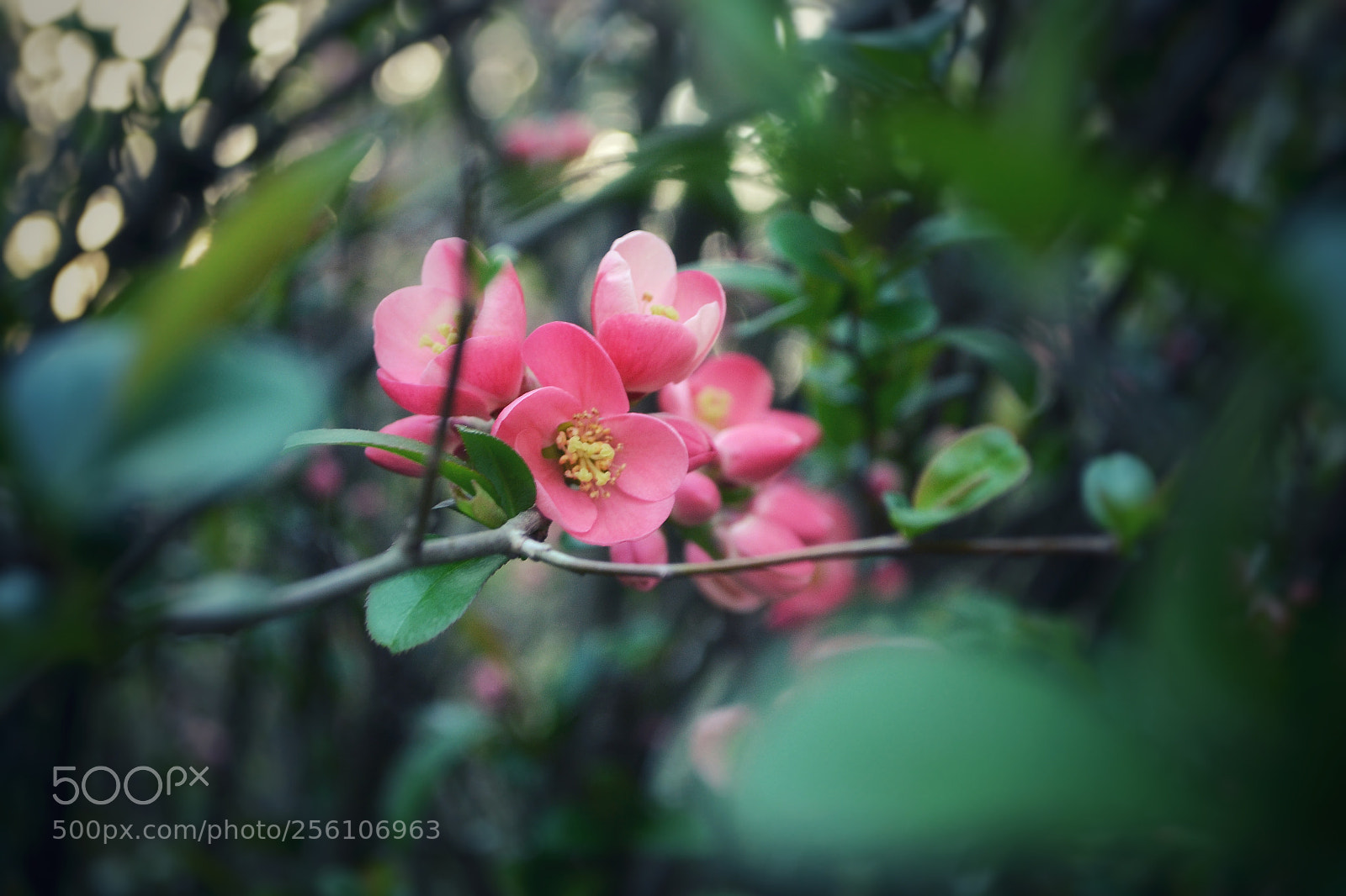 Nikon D3100 sample photo. Untitled photography