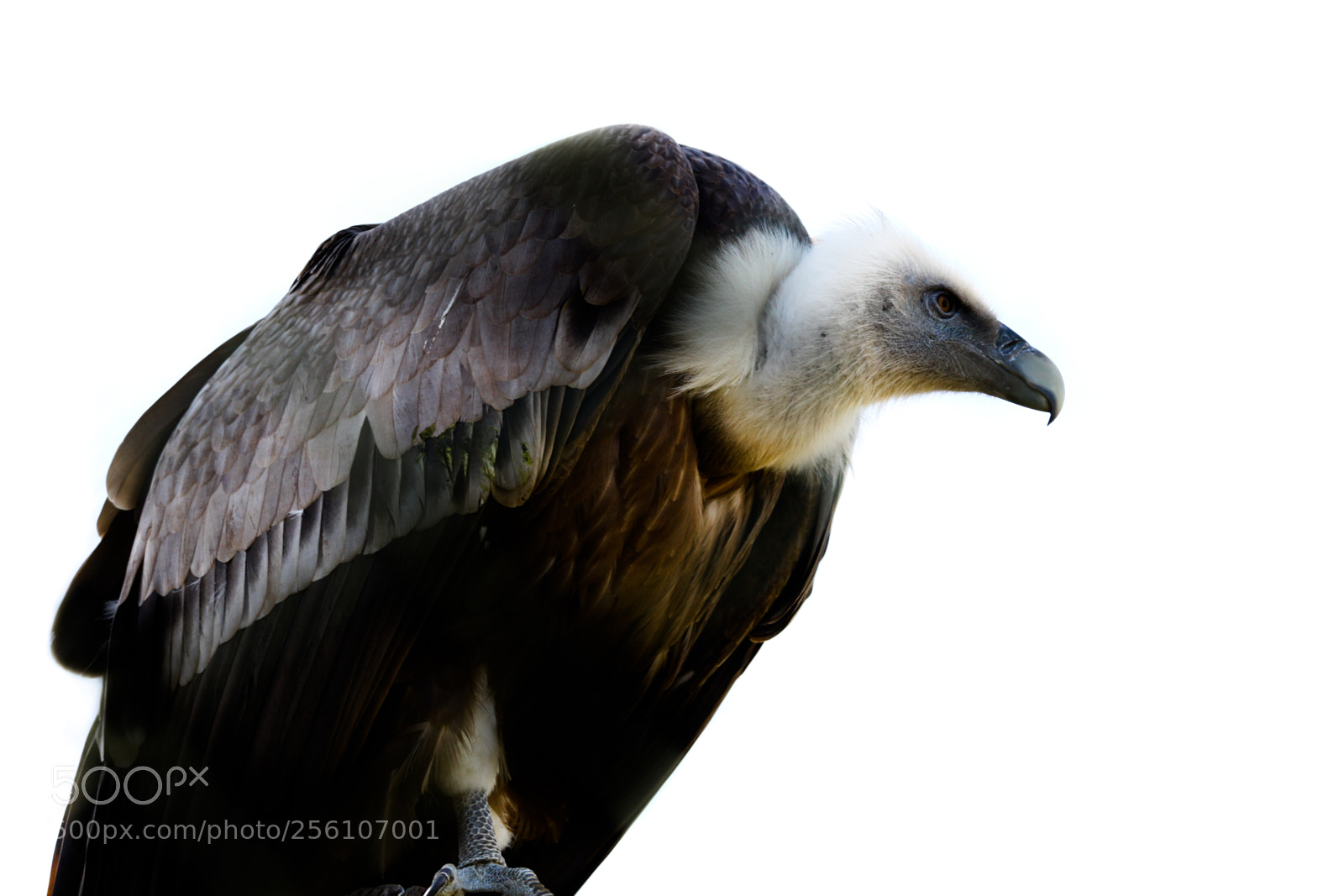 Canon EOS 5D Mark II sample photo. Vulture photography