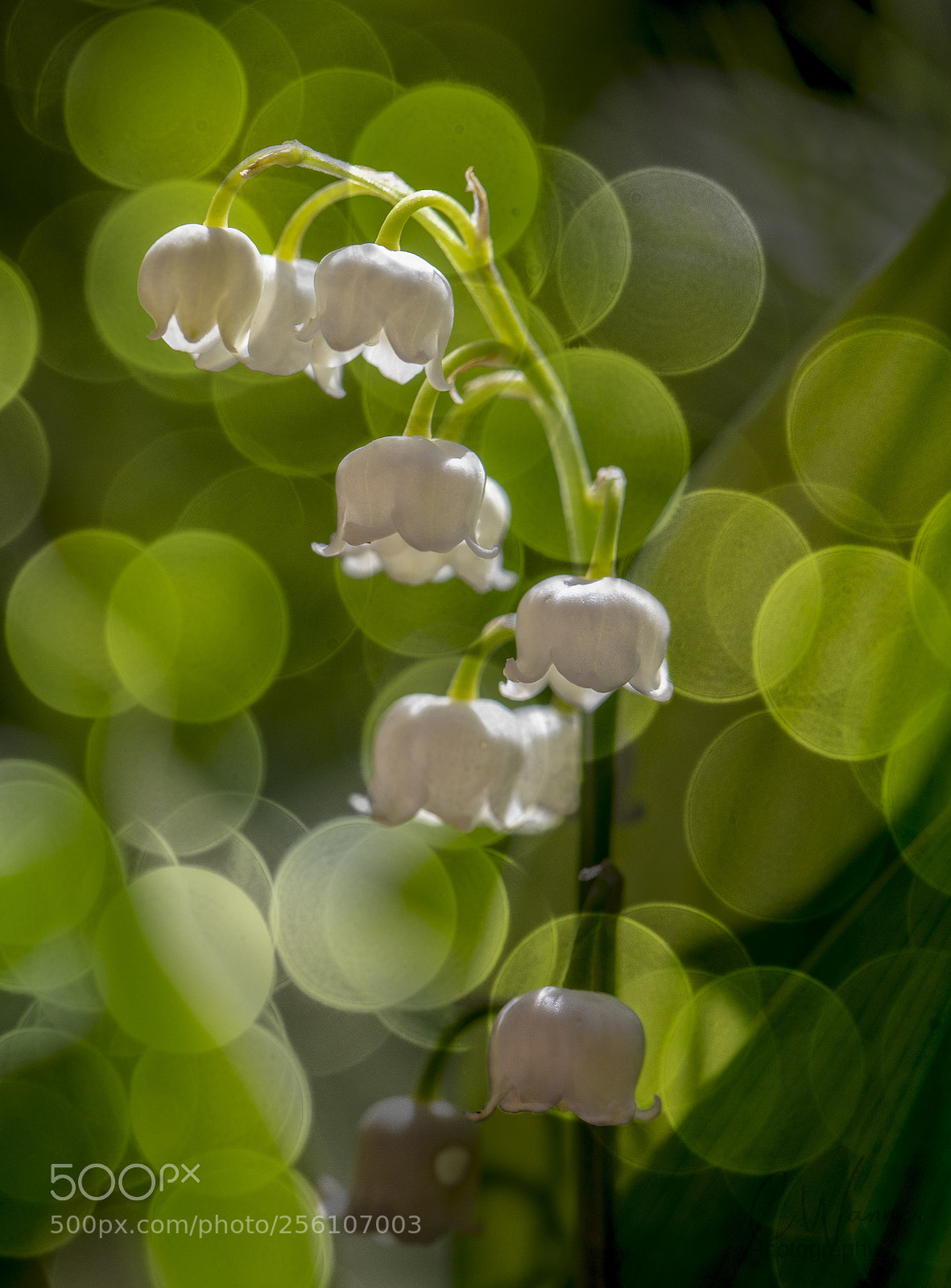 Canon EOS 6D sample photo. 1st of may photography