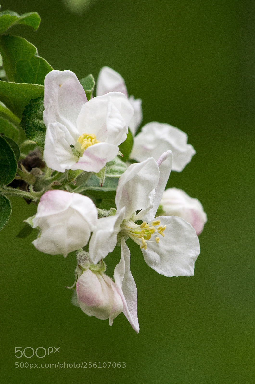 Pentax K-5 sample photo. Apple flowers photography