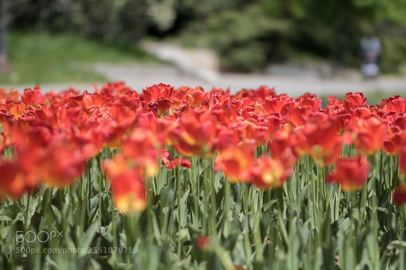 Canon EOS 750D (EOS Rebel T6i / EOS Kiss X8i) sample photo. Macro photography