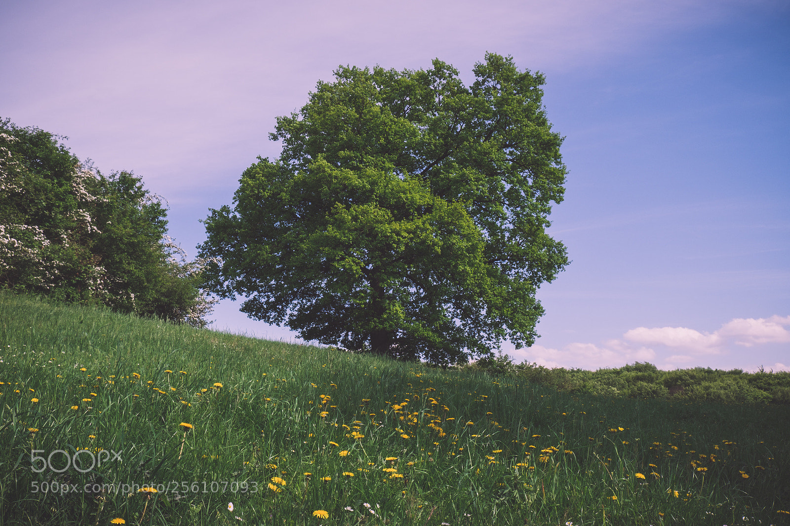 Fujifilm X-T20 sample photo. Tree photography