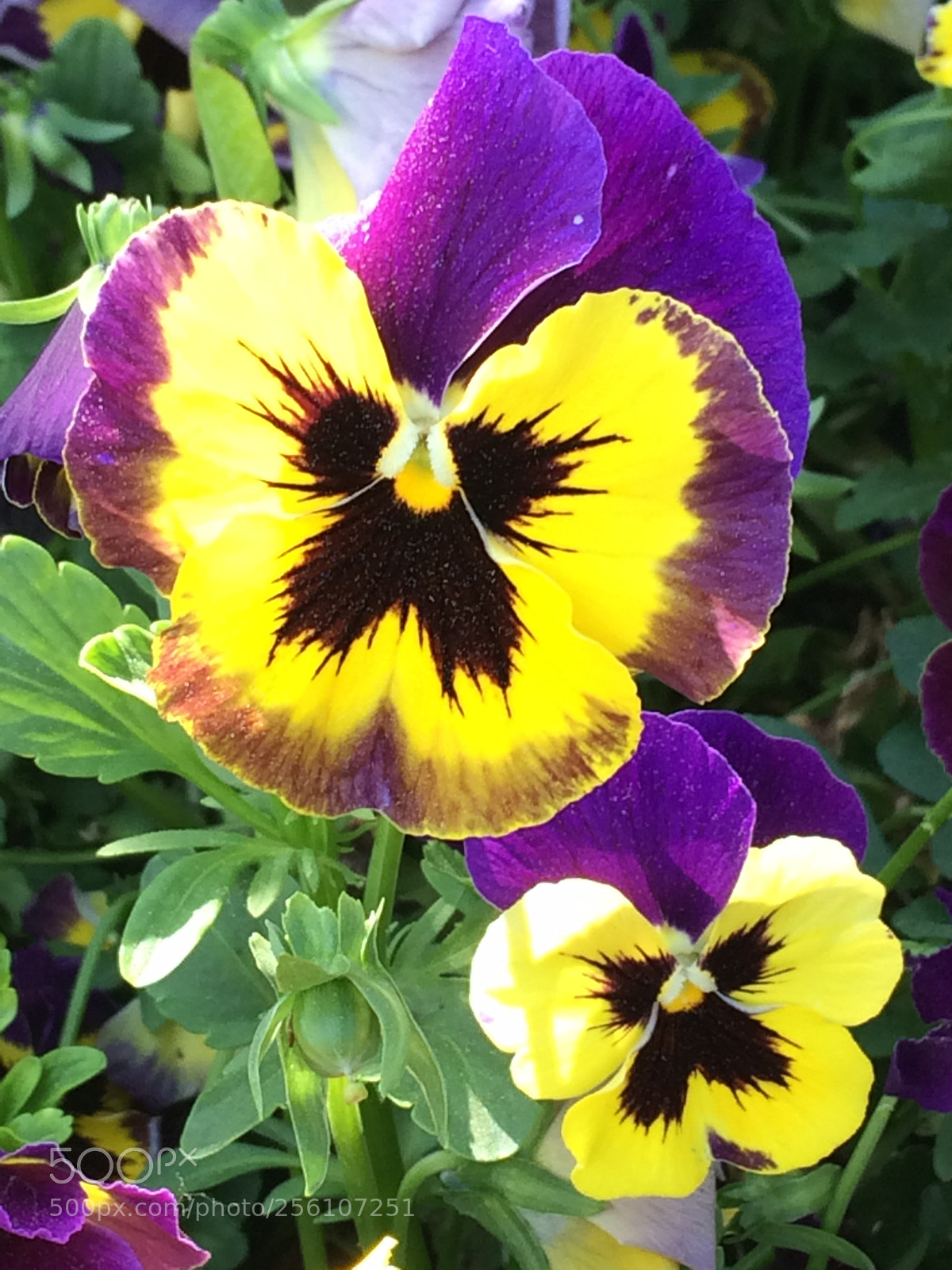 Apple iPhone 5s sample photo. Untitled photography