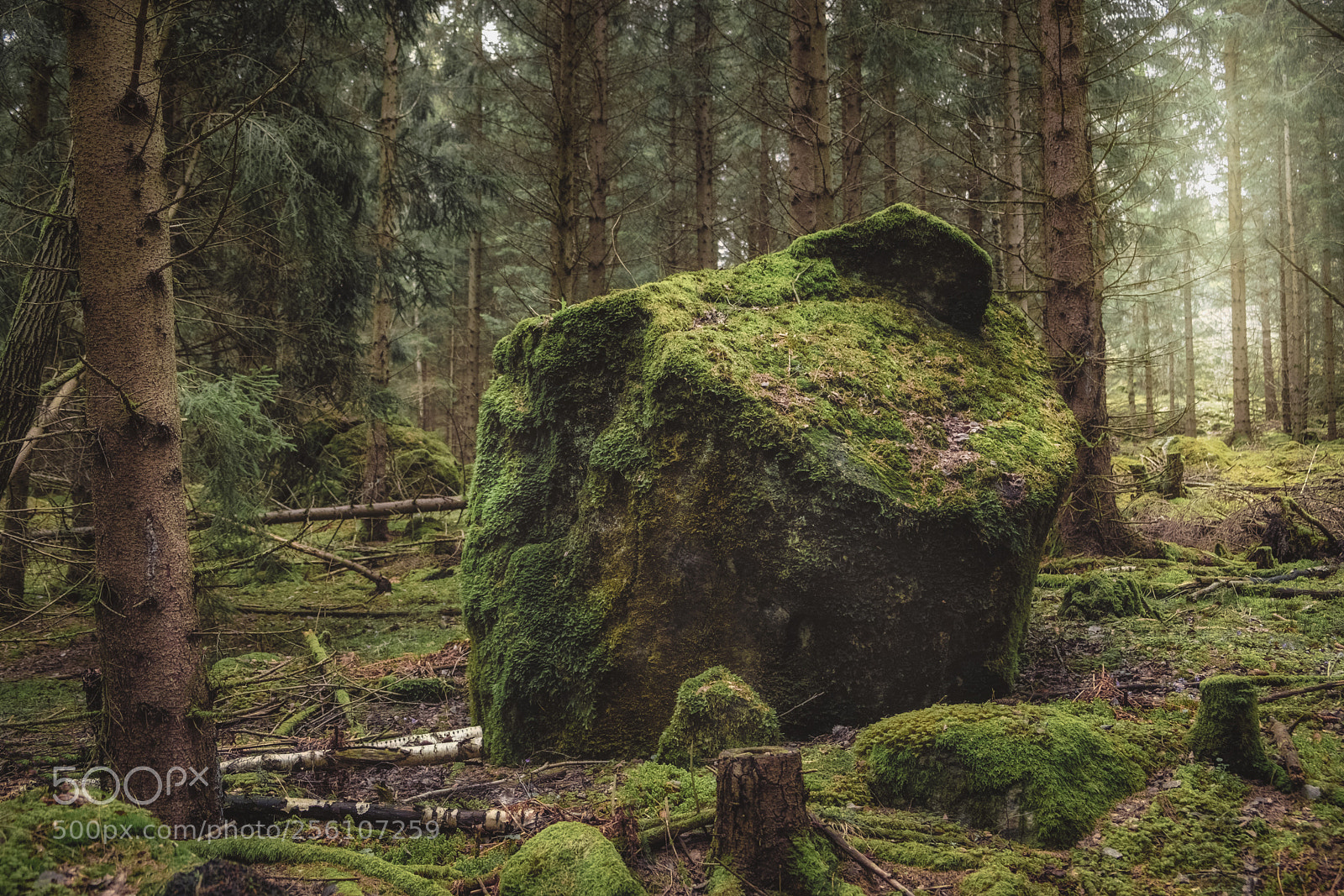 Fujifilm X-T2 sample photo. Moss on rocks photography
