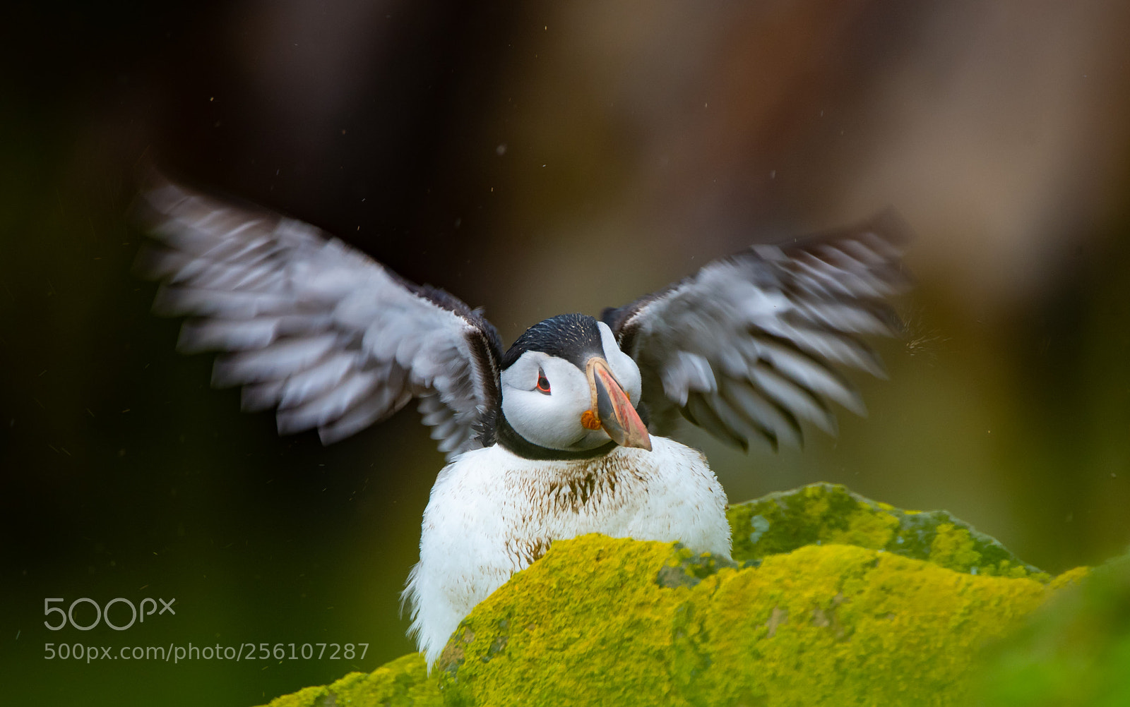 Nikon D750 sample photo. Puffin flap. photography