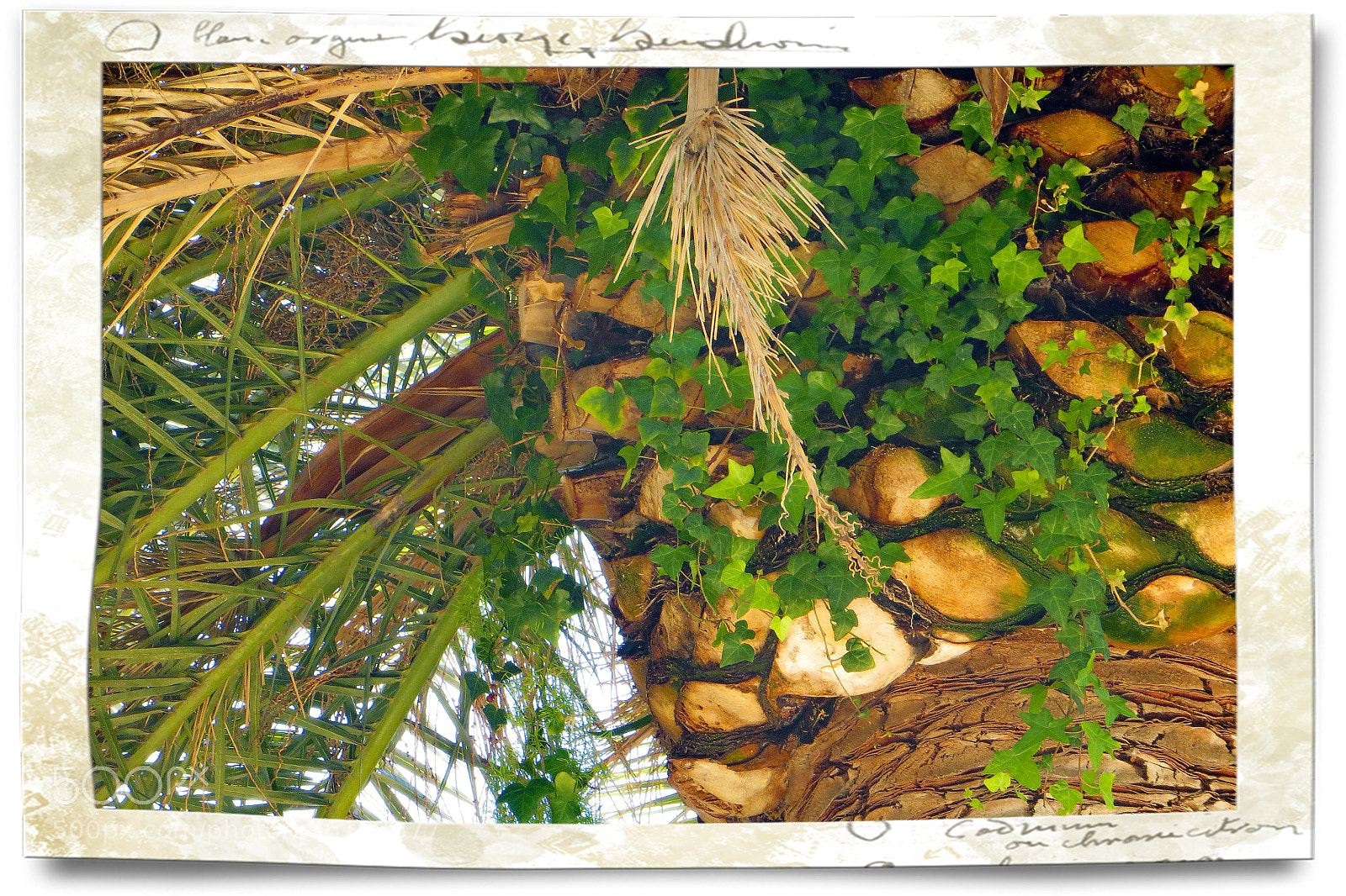 Canon PowerShot SX240 HS sample photo. Palme mit efeu umrankt photography