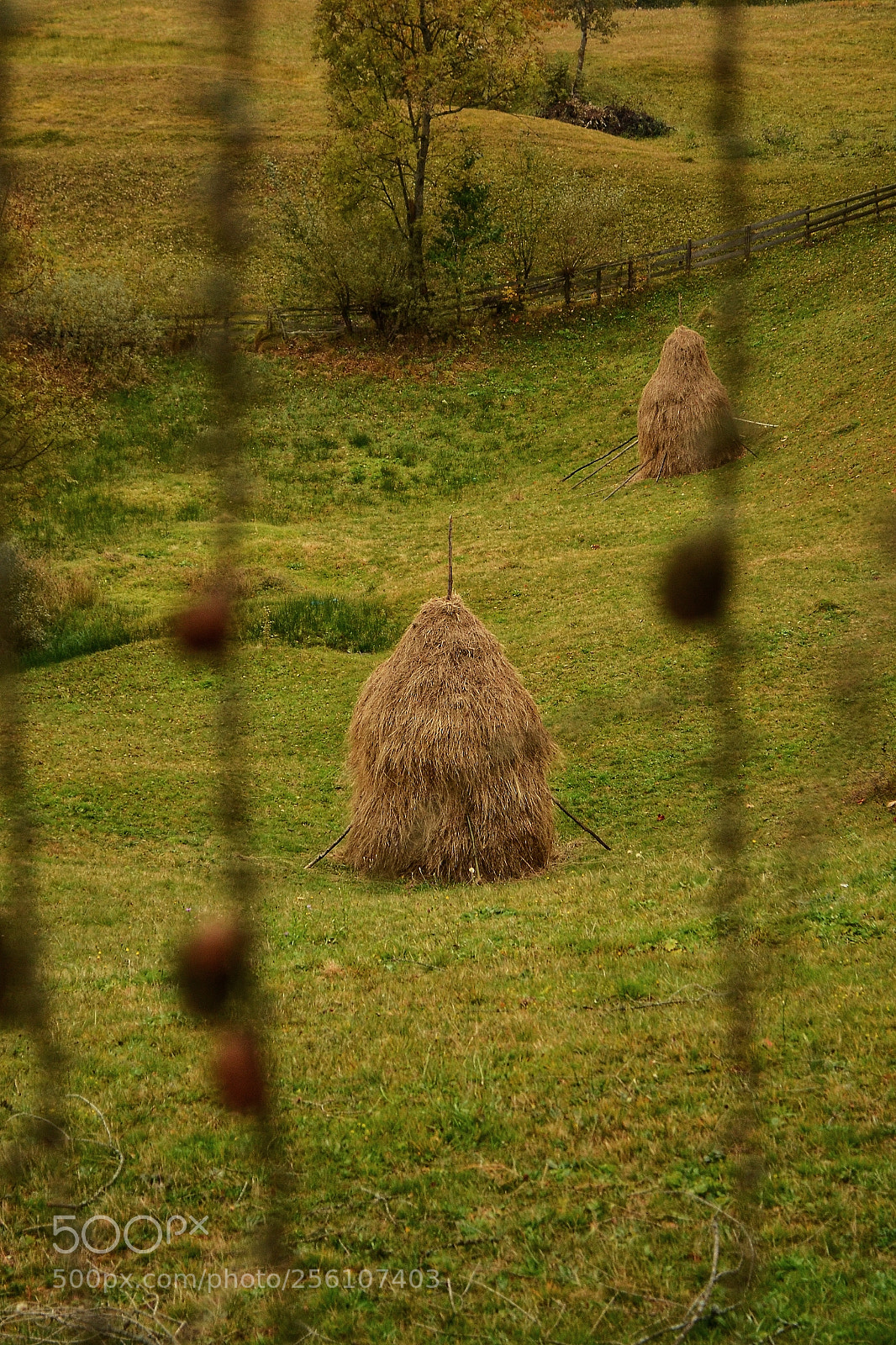 Nikon D3100 sample photo. Untitled photography