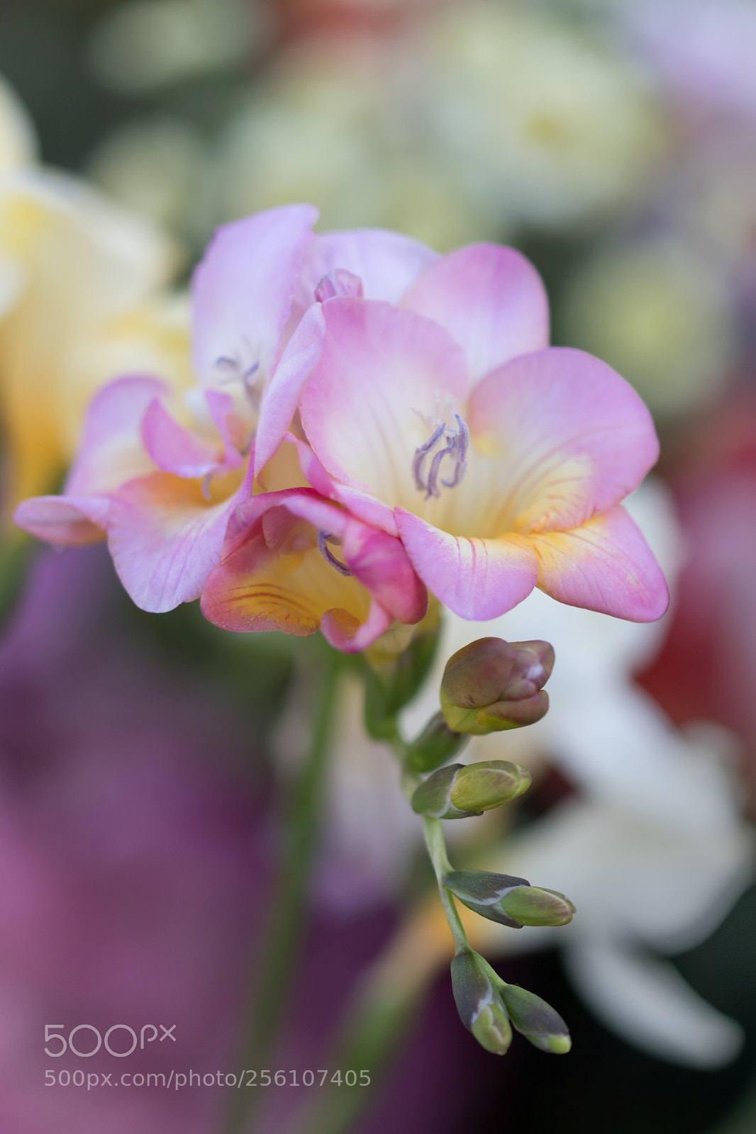 Canon EOS 77D (EOS 9000D / EOS 770D) sample photo. Freesia - details from photography