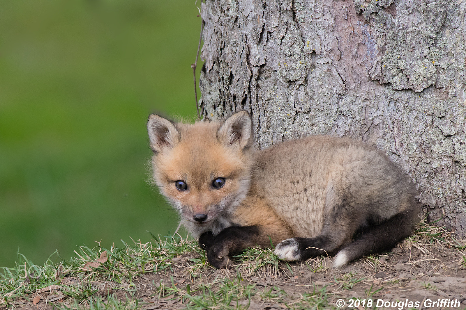 Nikon D500 sample photo. Red fox kit vulpes photography