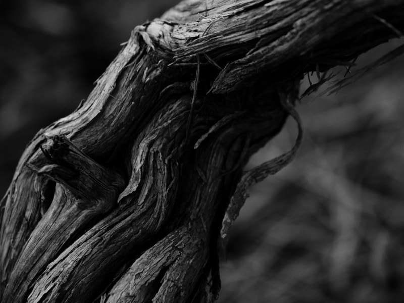Canon EF-S 55-250mm F4-5.6 IS II sample photo. ... photography