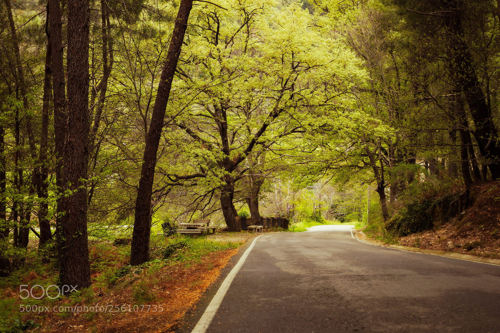 Canon EOS 7D Mark II sample photo. For an instant photography
