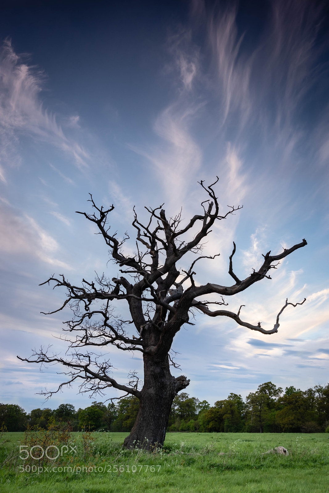 Canon EOS 77D (EOS 9000D / EOS 770D) sample photo. Dead tree windsor great photography