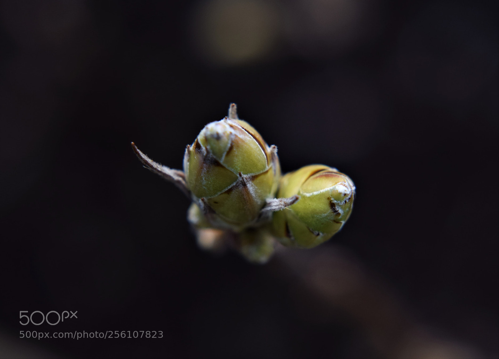 Nikon D3300 sample photo. Buds photography