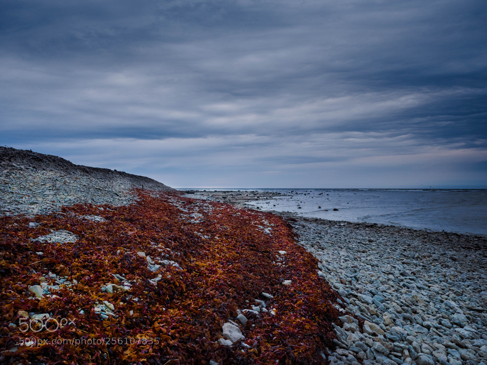 Panasonic Lumix DMC-GX8 sample photo. Seaweed, just seaweed photography