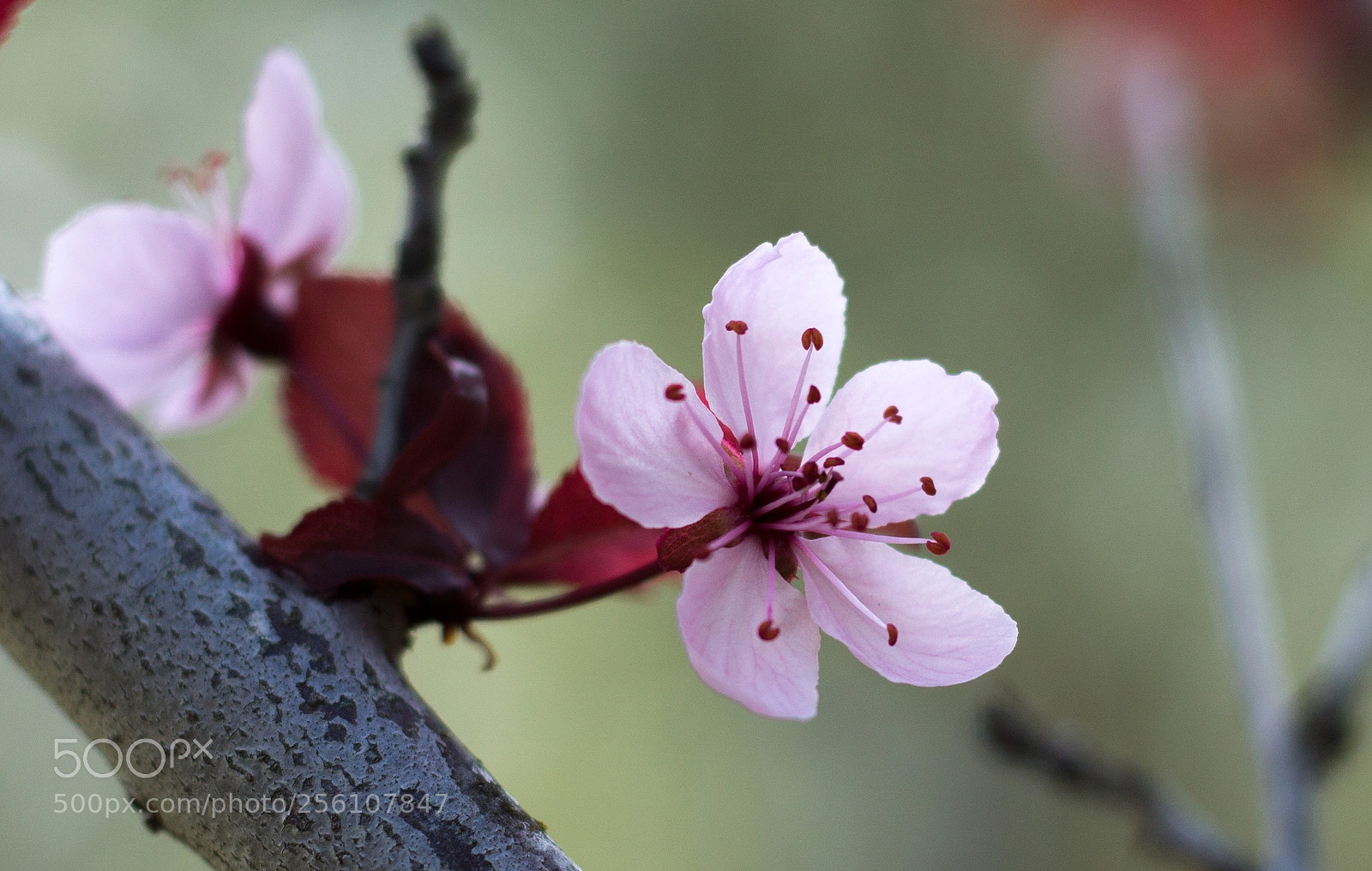 Canon EOS 1100D (EOS Rebel T3 / EOS Kiss X50) sample photo. Cherry bloom photography