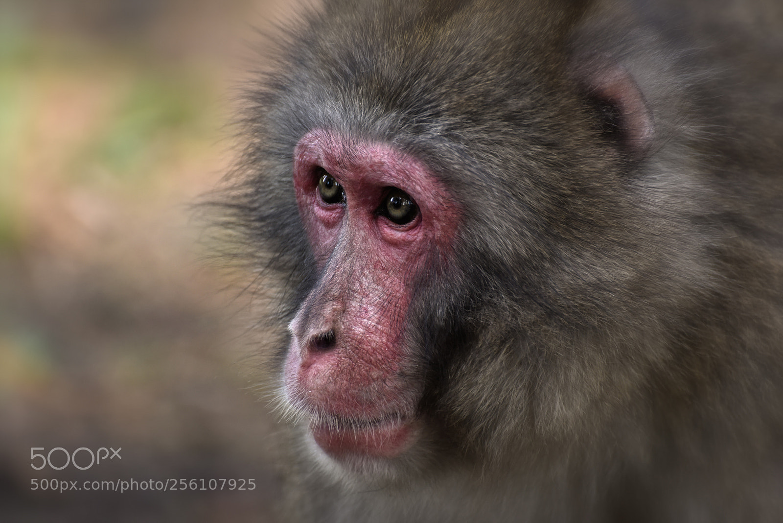 Nikon D750 sample photo. Portrait photography