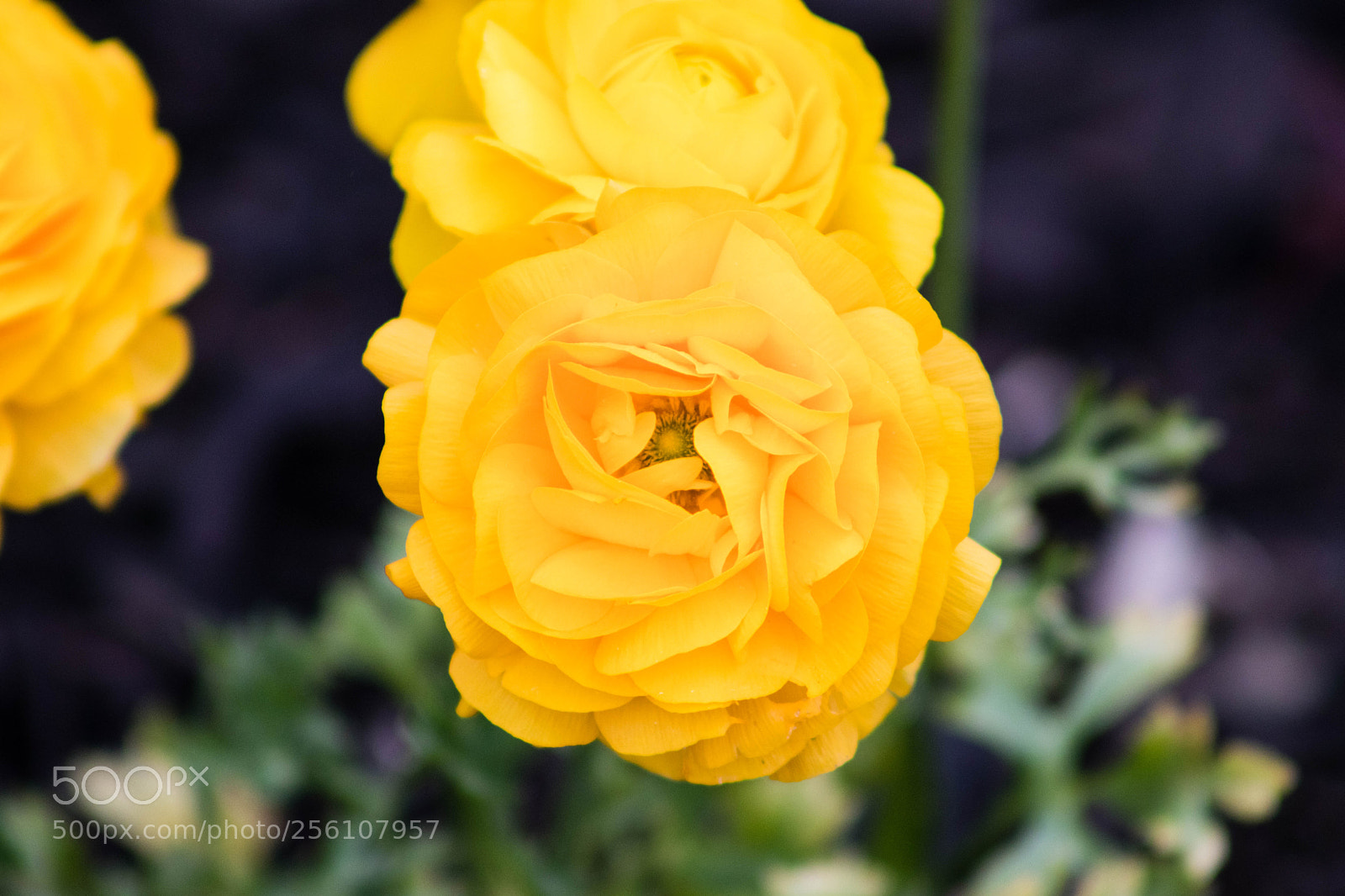 Canon EOS 77D (EOS 9000D / EOS 770D) sample photo. Spring 2018 photography