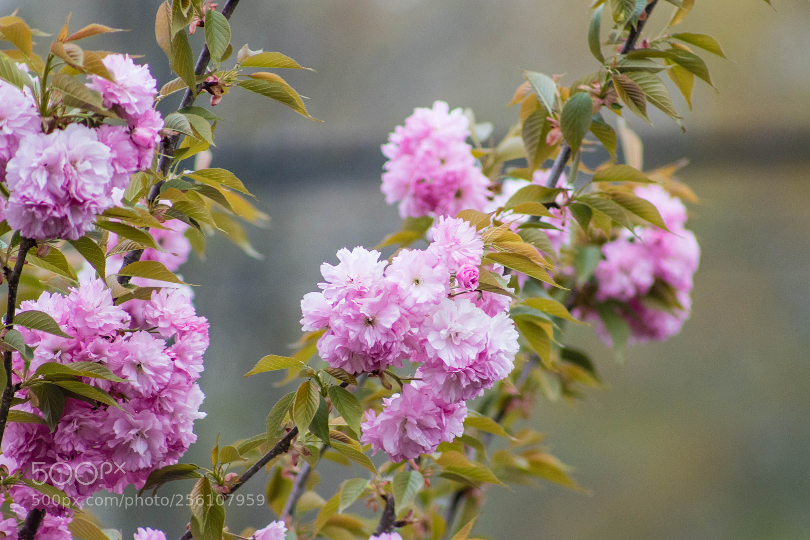 Canon EOS 77D (EOS 9000D / EOS 770D) sample photo. Spring 2018 photography