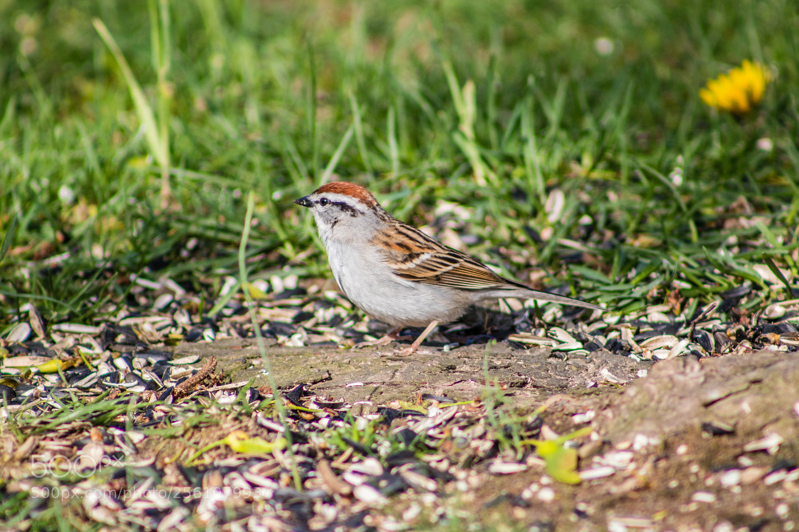 Canon EOS 77D (EOS 9000D / EOS 770D) sample photo. Birds photography
