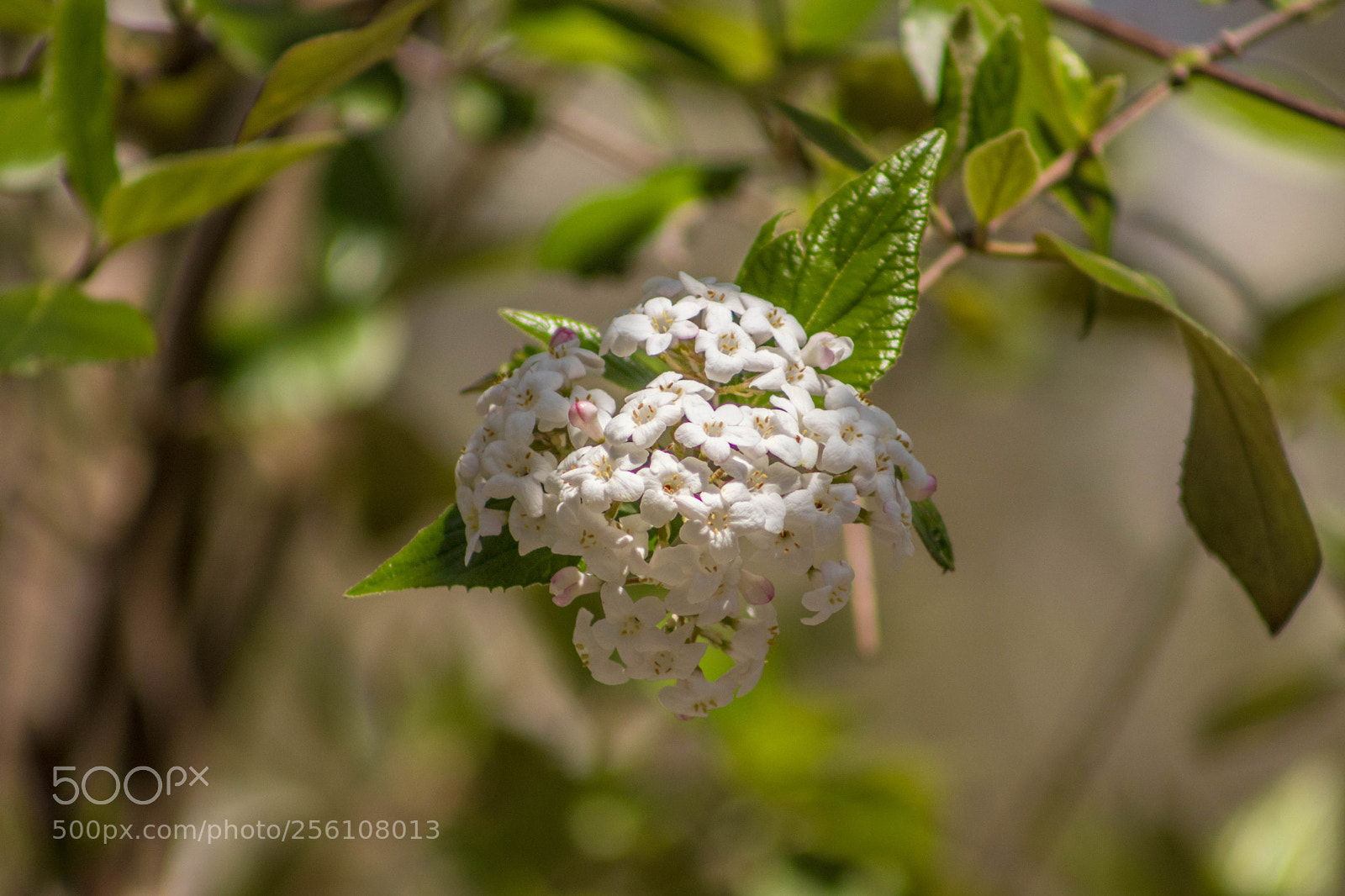 Canon EOS 77D (EOS 9000D / EOS 770D) sample photo. Spring 2018 photography