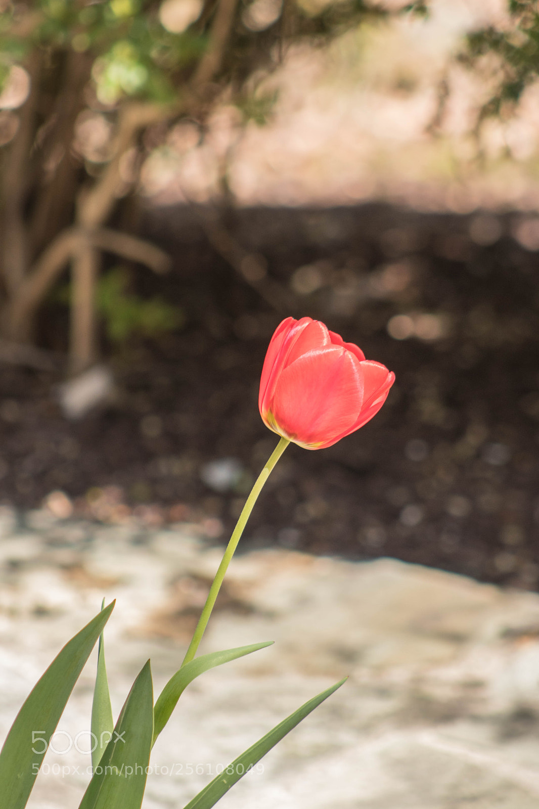 Canon EOS 77D (EOS 9000D / EOS 770D) sample photo. Spring 2018 photography