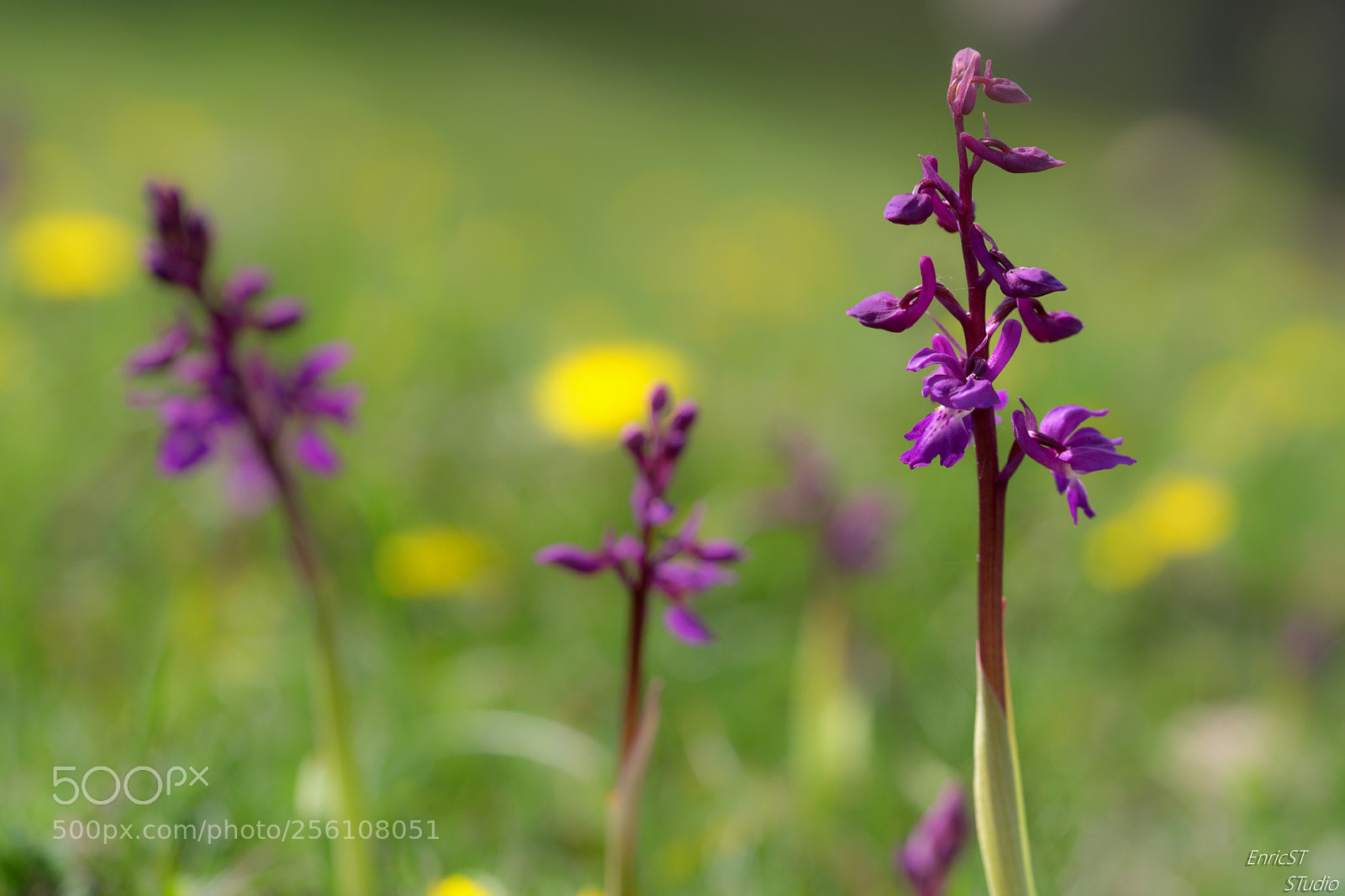 Sony a7 II sample photo. Orchis mascula photography