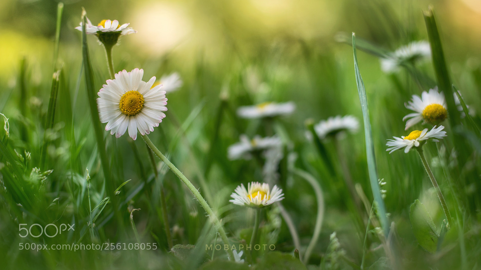 Nikon D3300 sample photo. Wildflower... photography