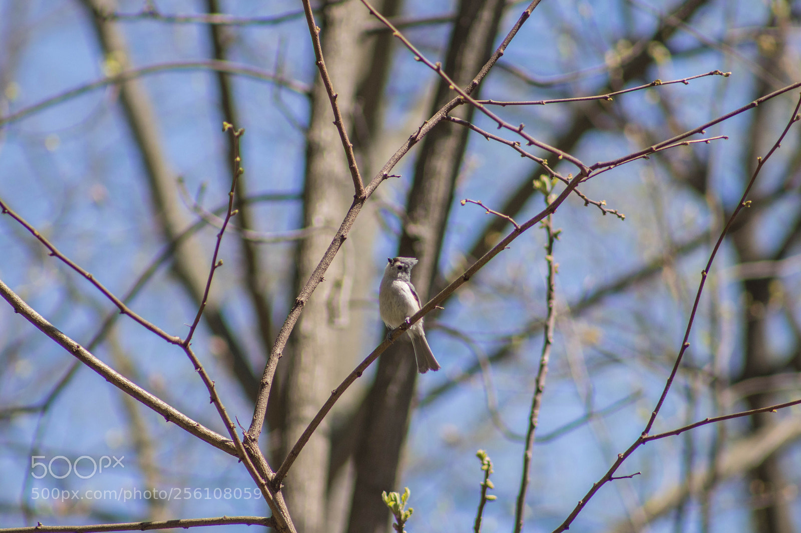 Canon EOS 77D (EOS 9000D / EOS 770D) sample photo. Birds photography